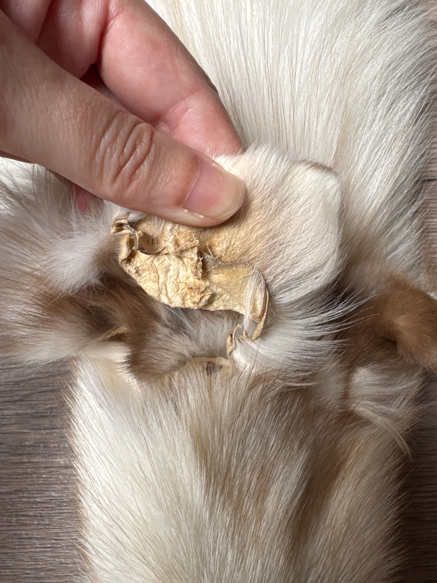 Smokey Snow Glow Whitemark fox pelt (1)