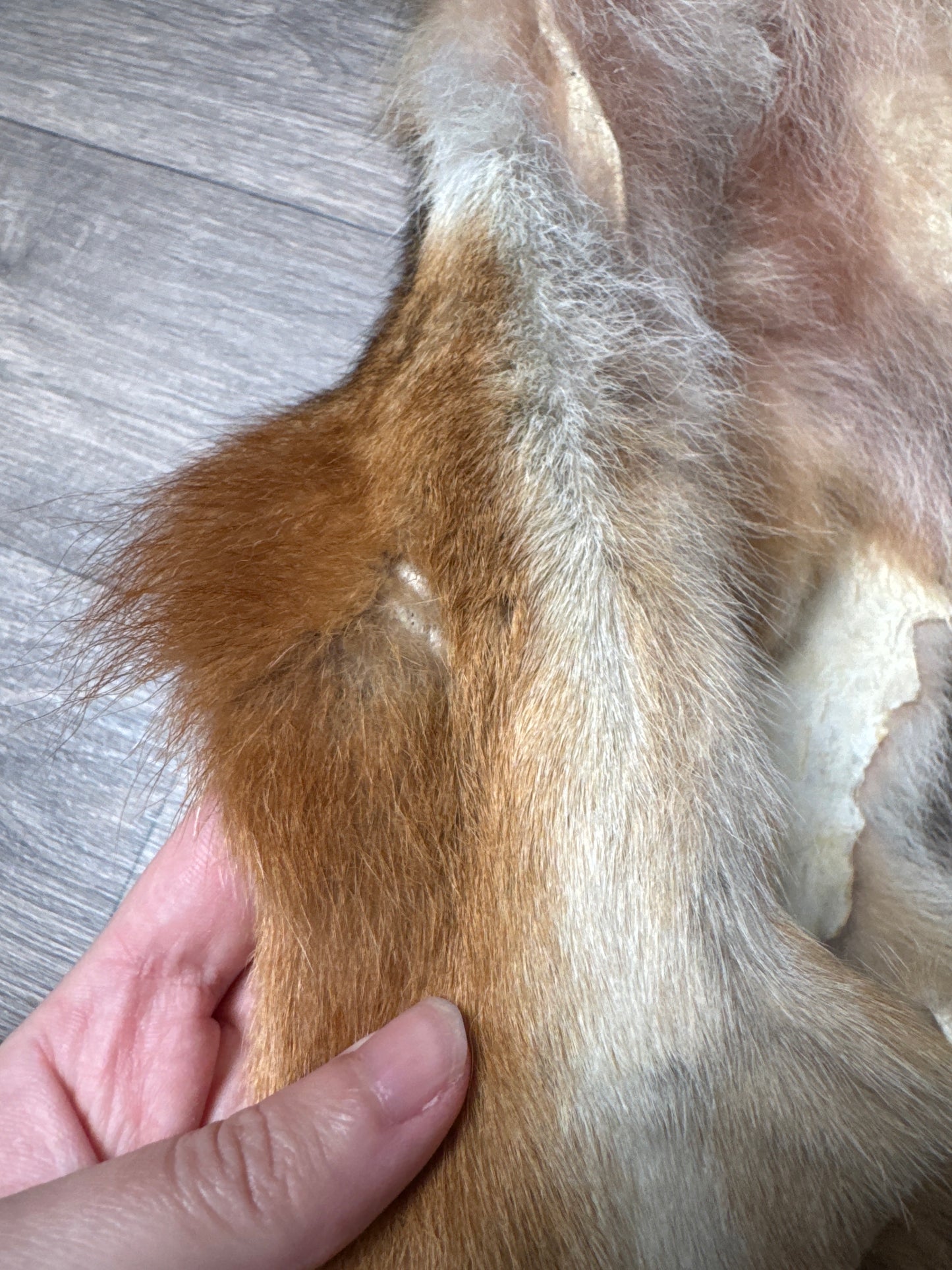 Male coyote mountable pelt (11)