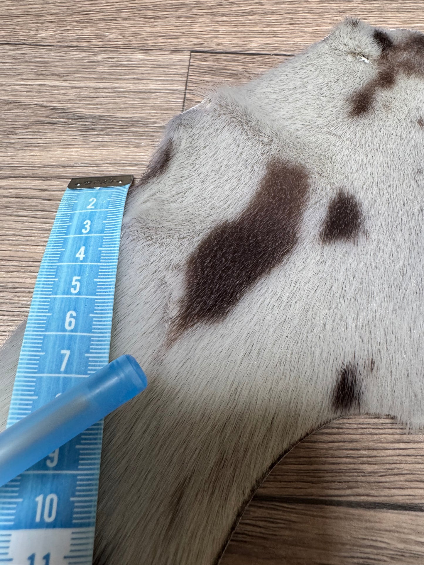 Harp seal skin (3)