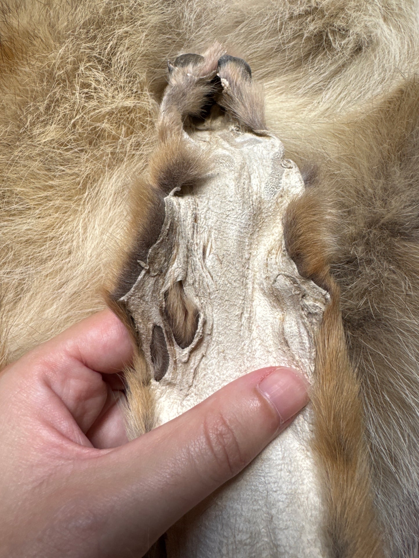 Male coyote mountable pelt (7)