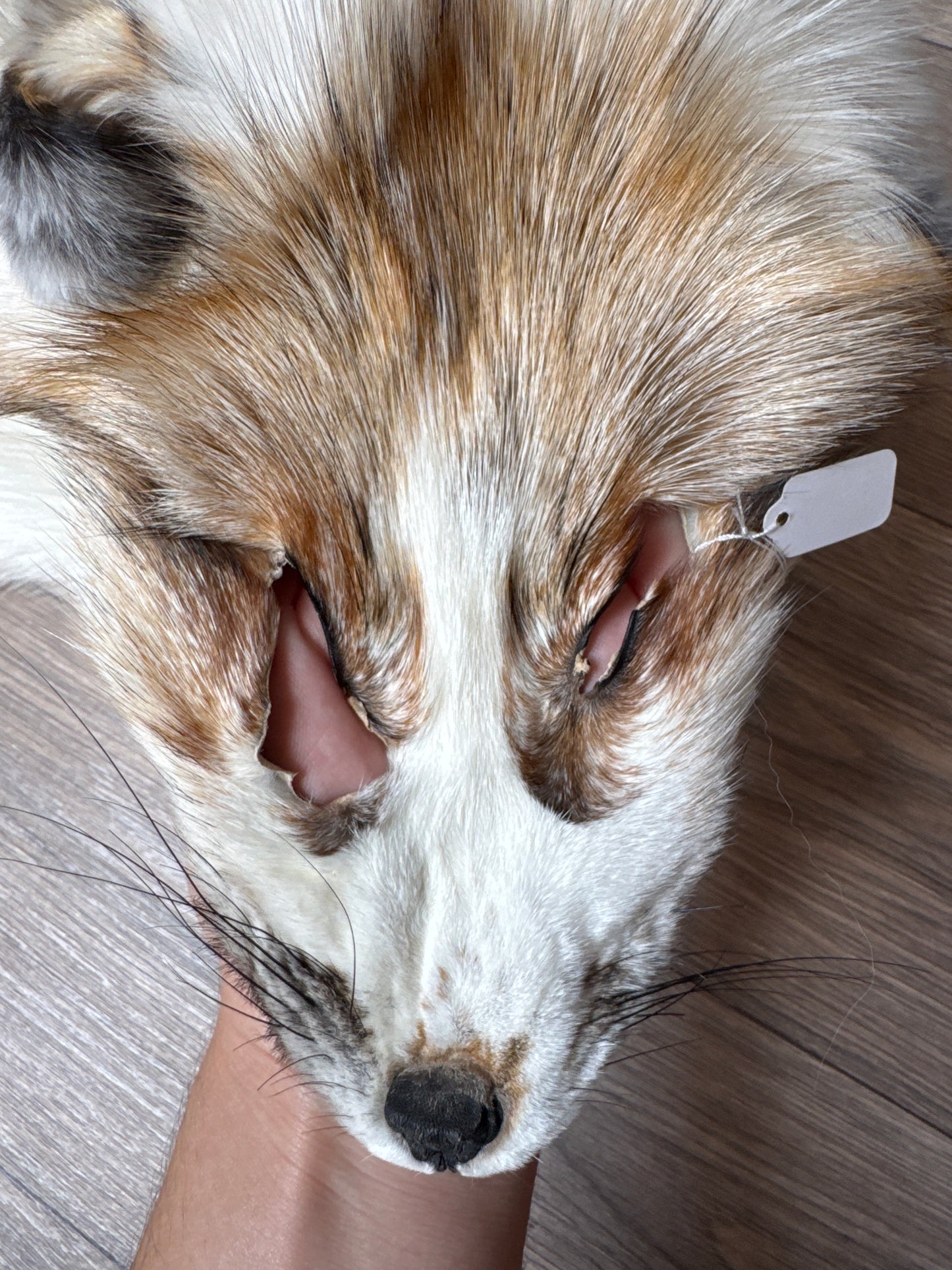 Sun Glow fox pelt (21)