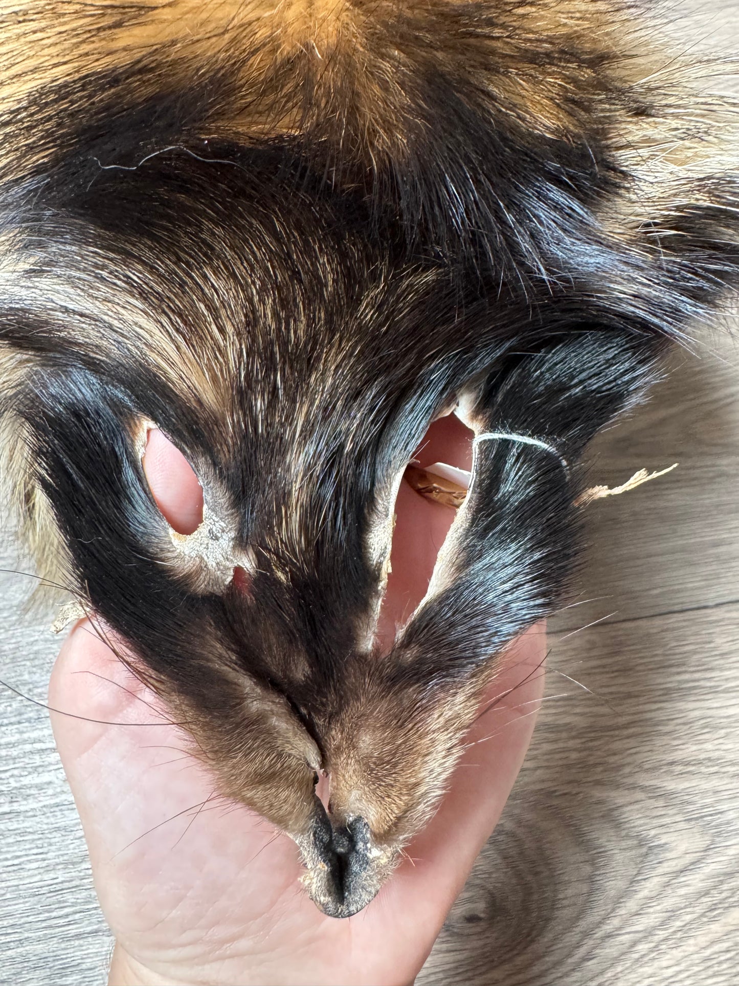 Tanuki pelt (2)