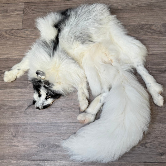 Female Arctic Marble fox mountable pelt (tag 158)
