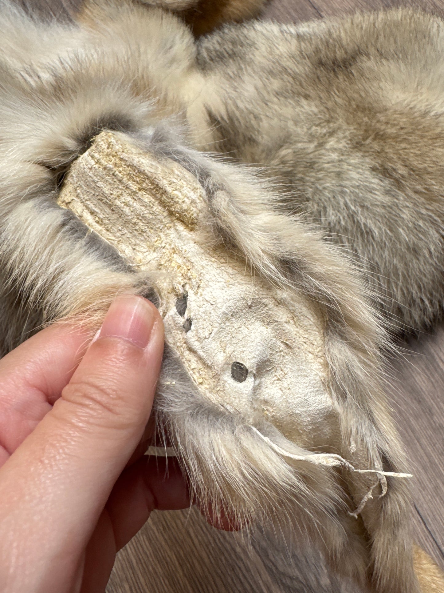 Male coyote mountable pelt (3)