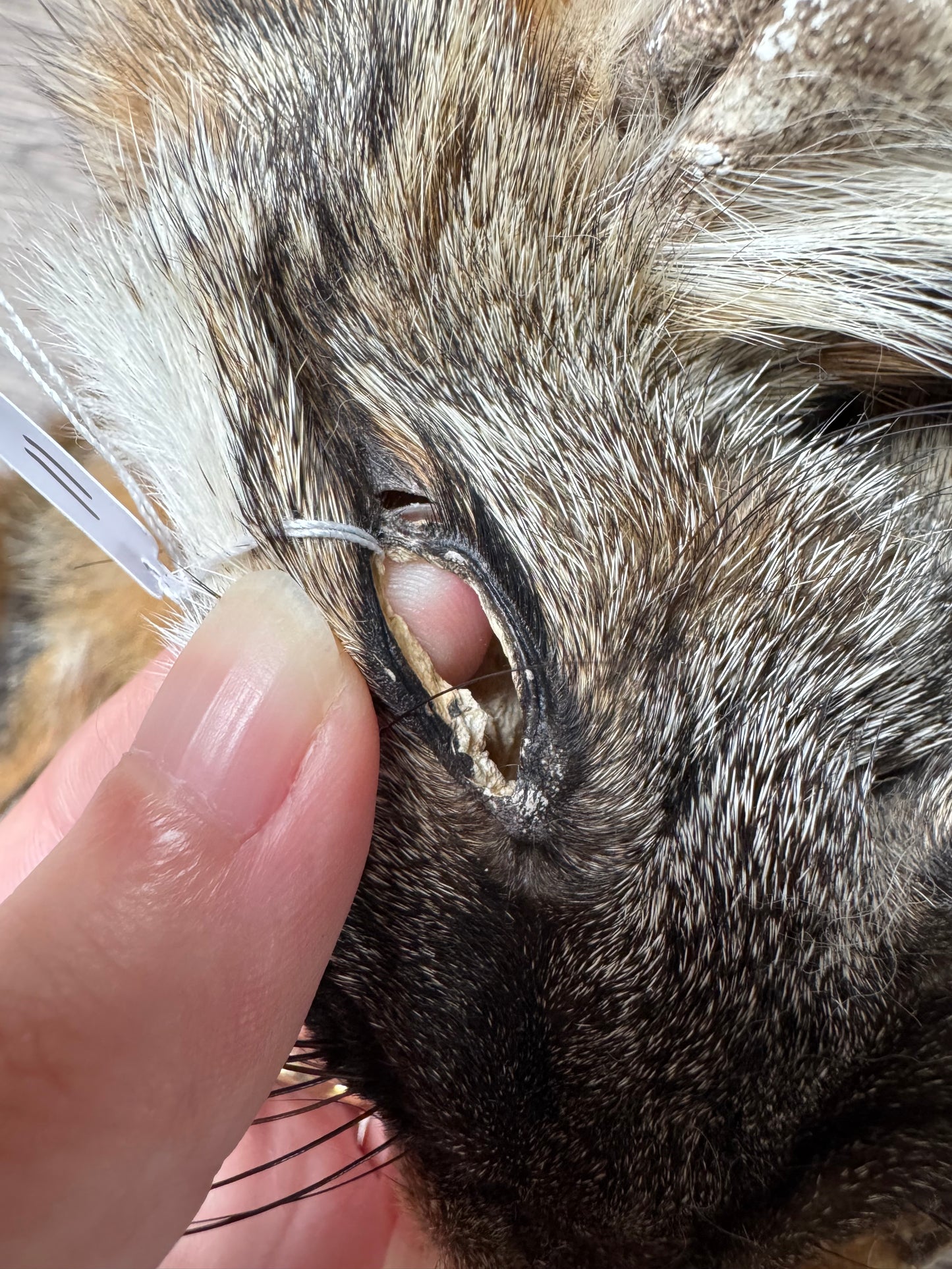 Female grey fox mountable pelt (11)