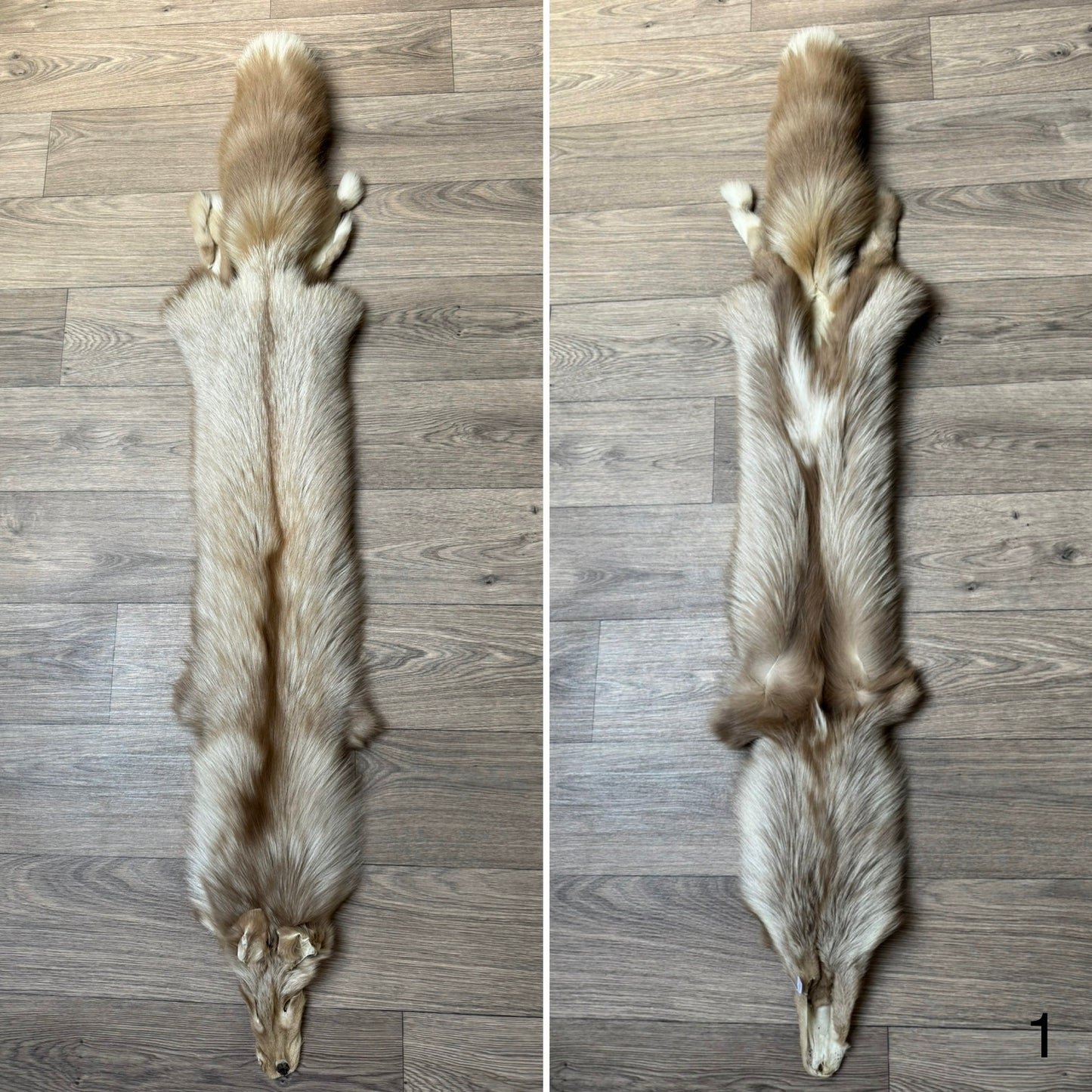 Amber fox pelt (1)