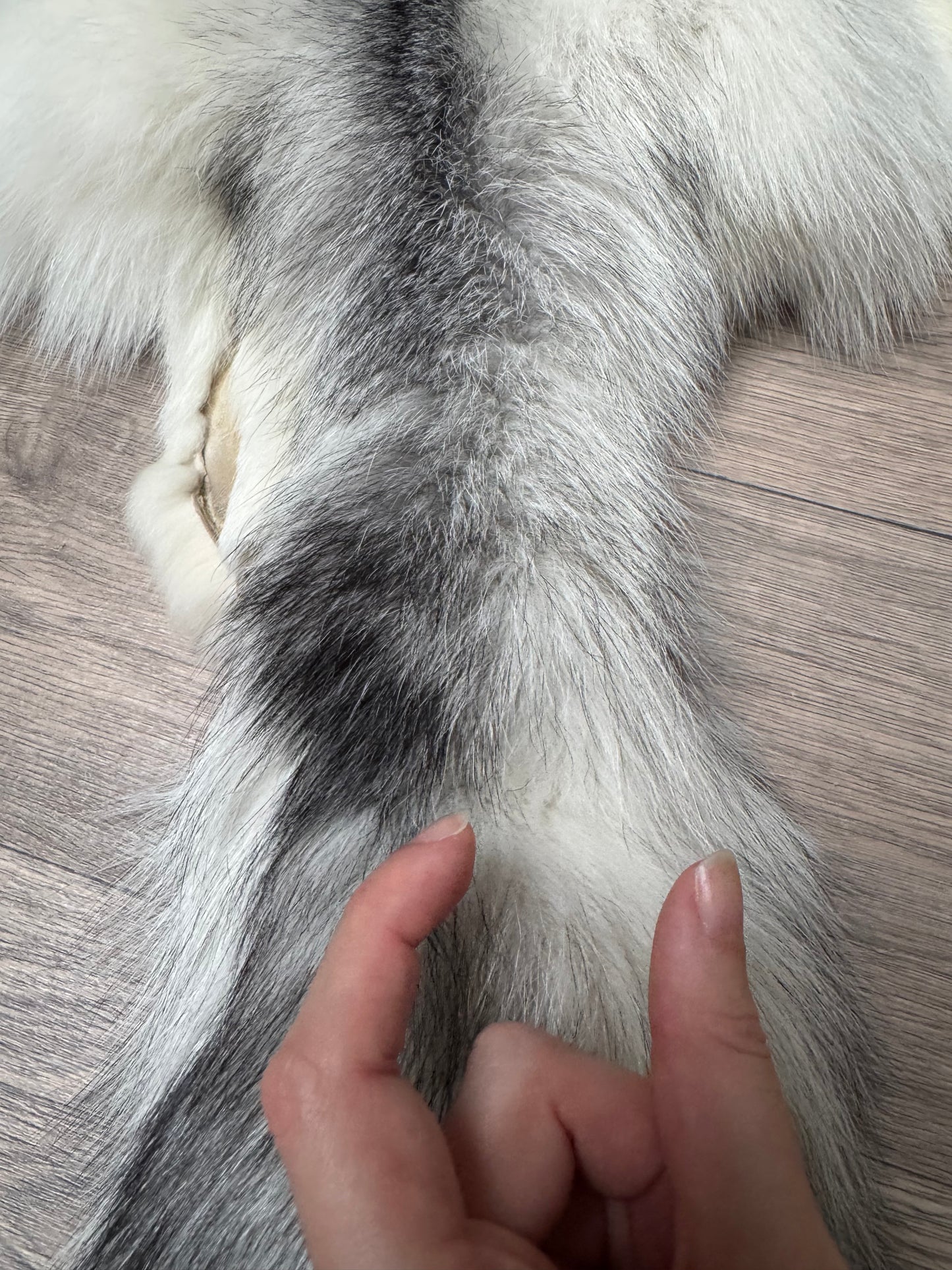 Marble Frost fox pelt (1) (extremely large pelt)