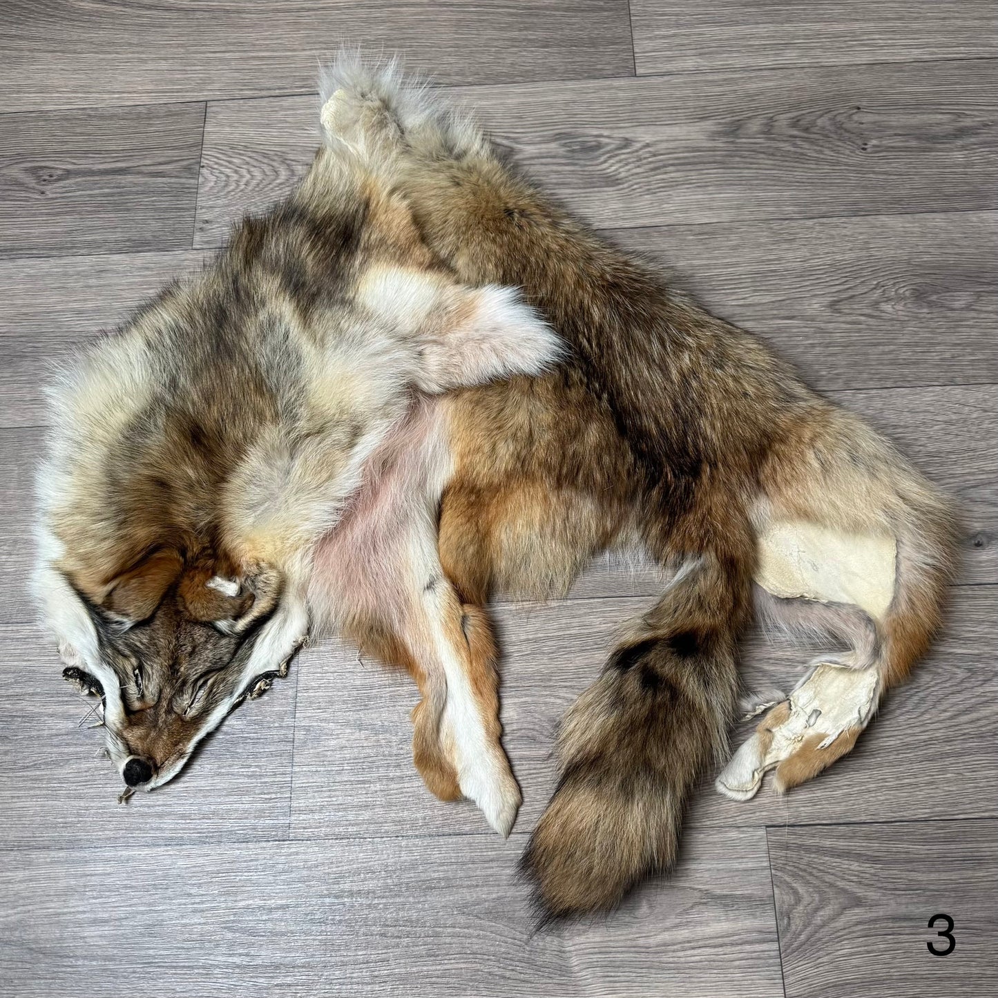 Coyote pelt (3)