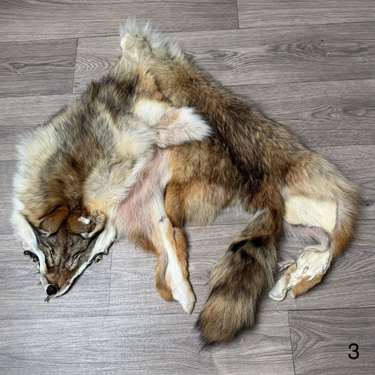 Coyote pelt (3)