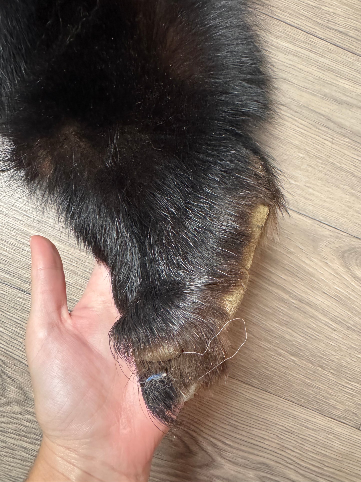 Black bear hide (2)
