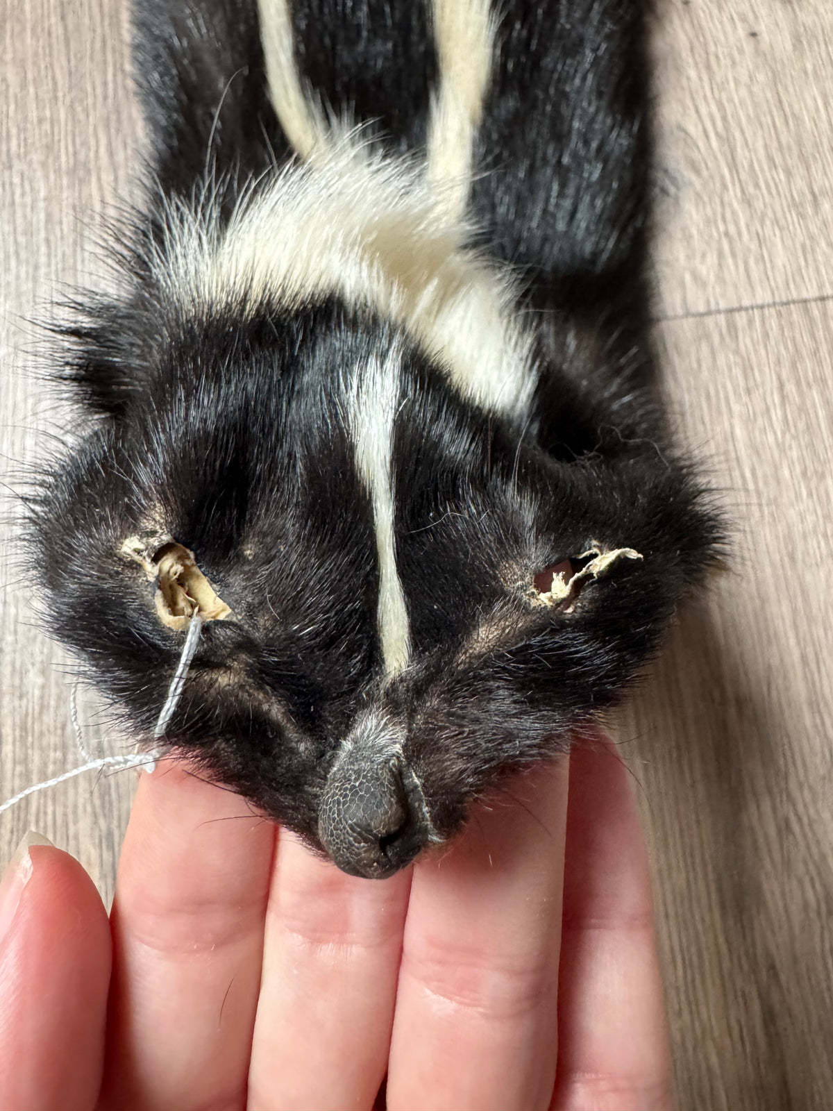 Skunk pelt (6)
