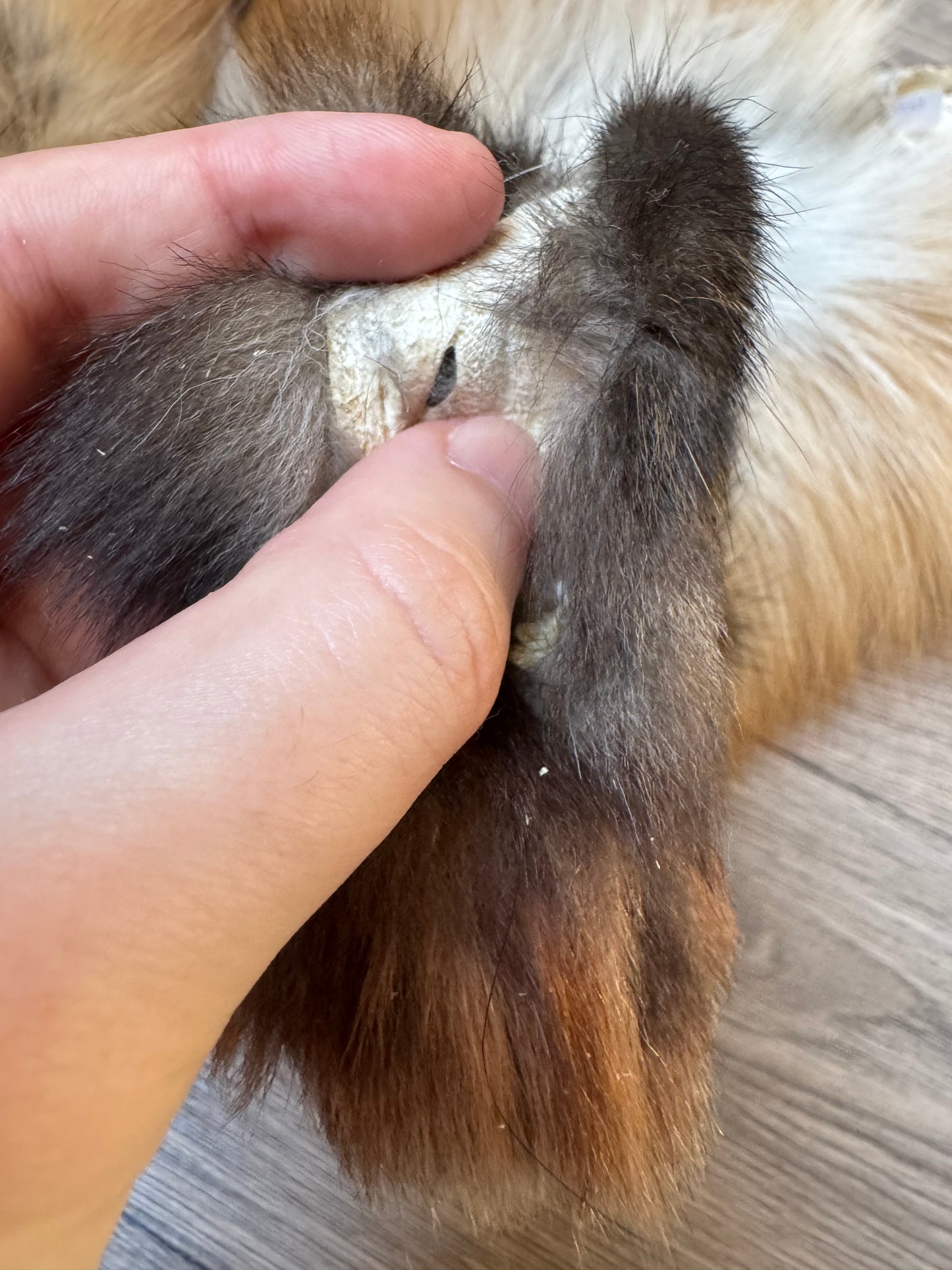 Male Gold fox mountable pelt (tag 73)