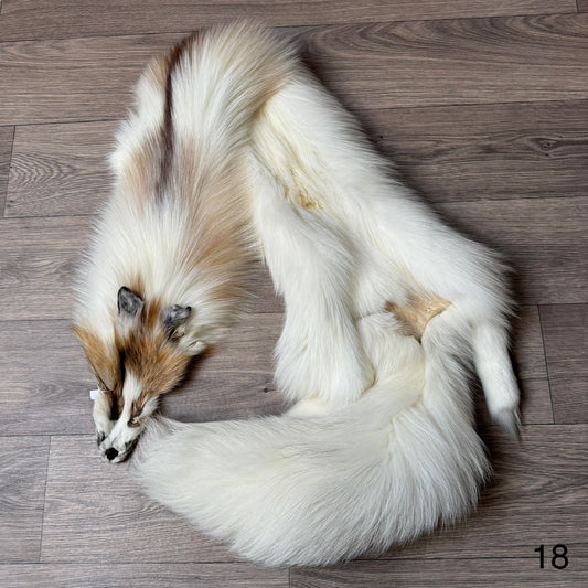 Sun Glow fox pelt (18)