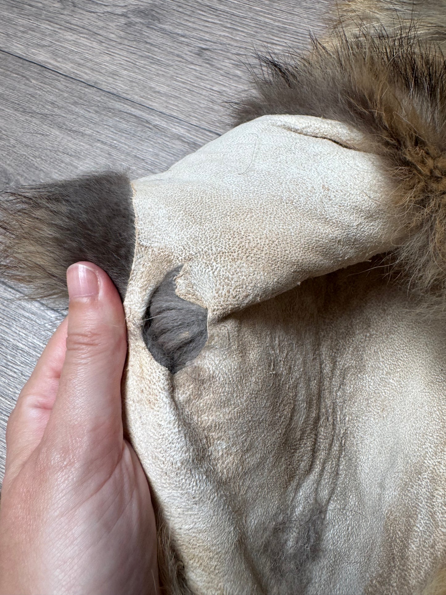 Tanuki pelt (8)