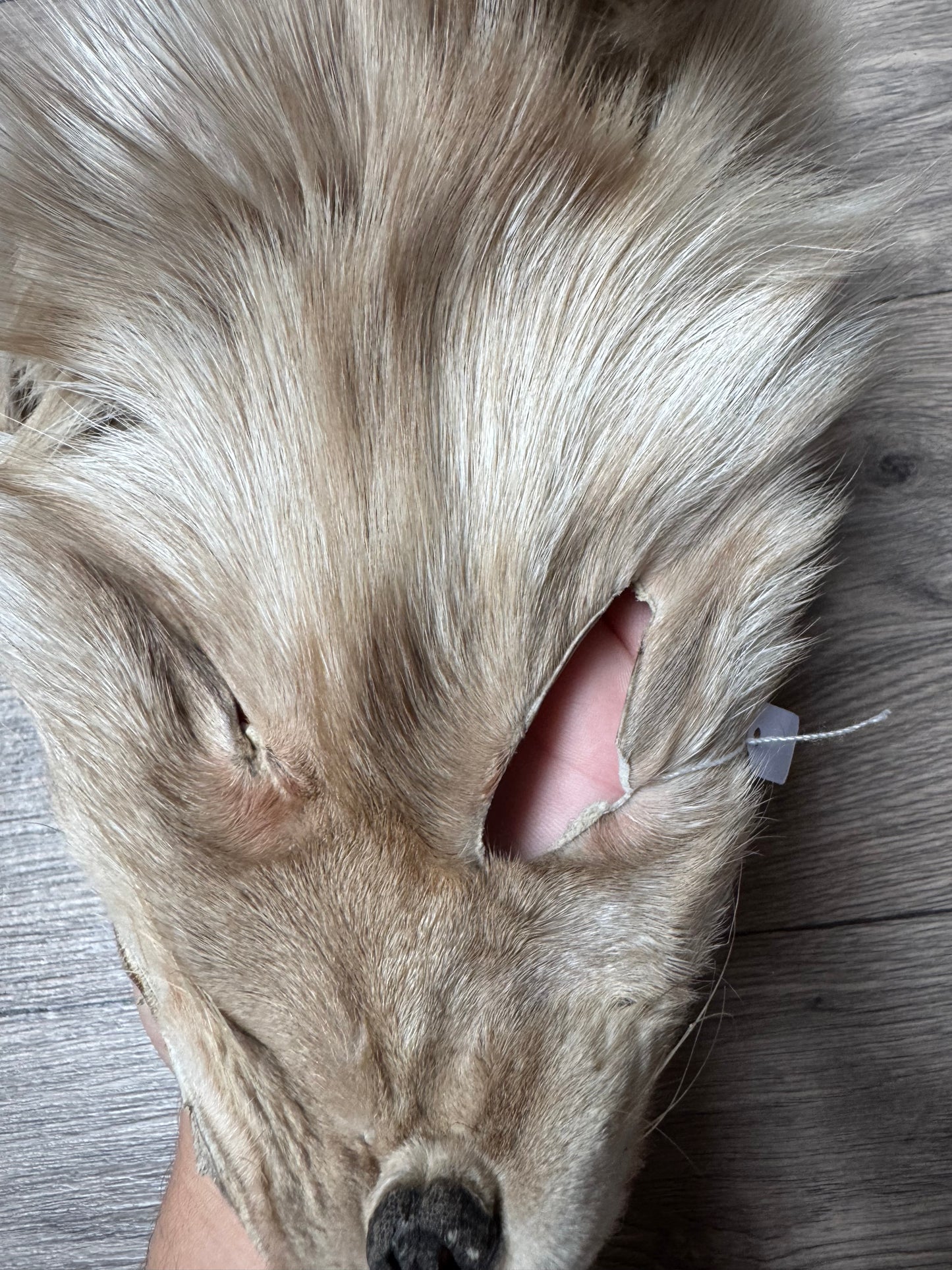 Amber fox pelt (4)