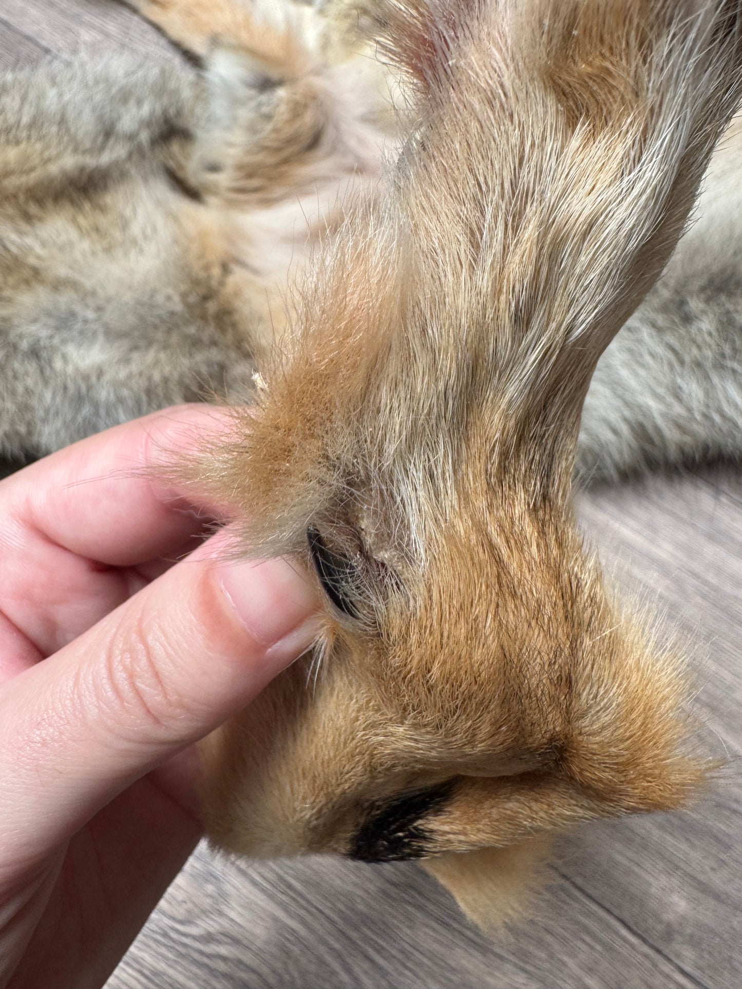 Male coyote mountable pelt (13)