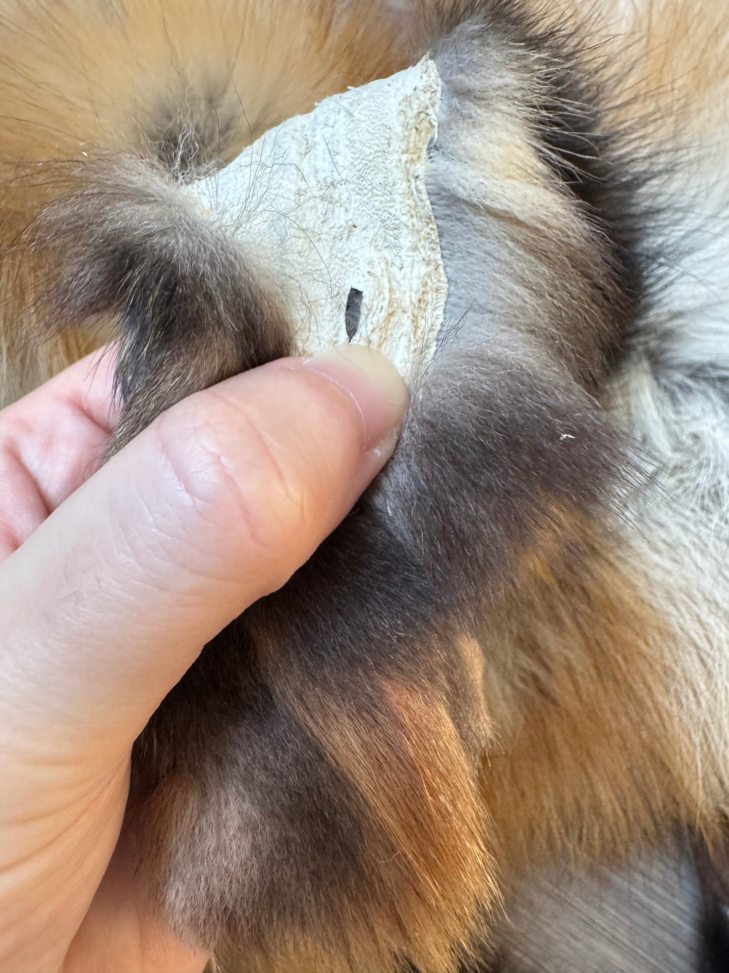 Male Gold fox mountable pelt (tag 73)