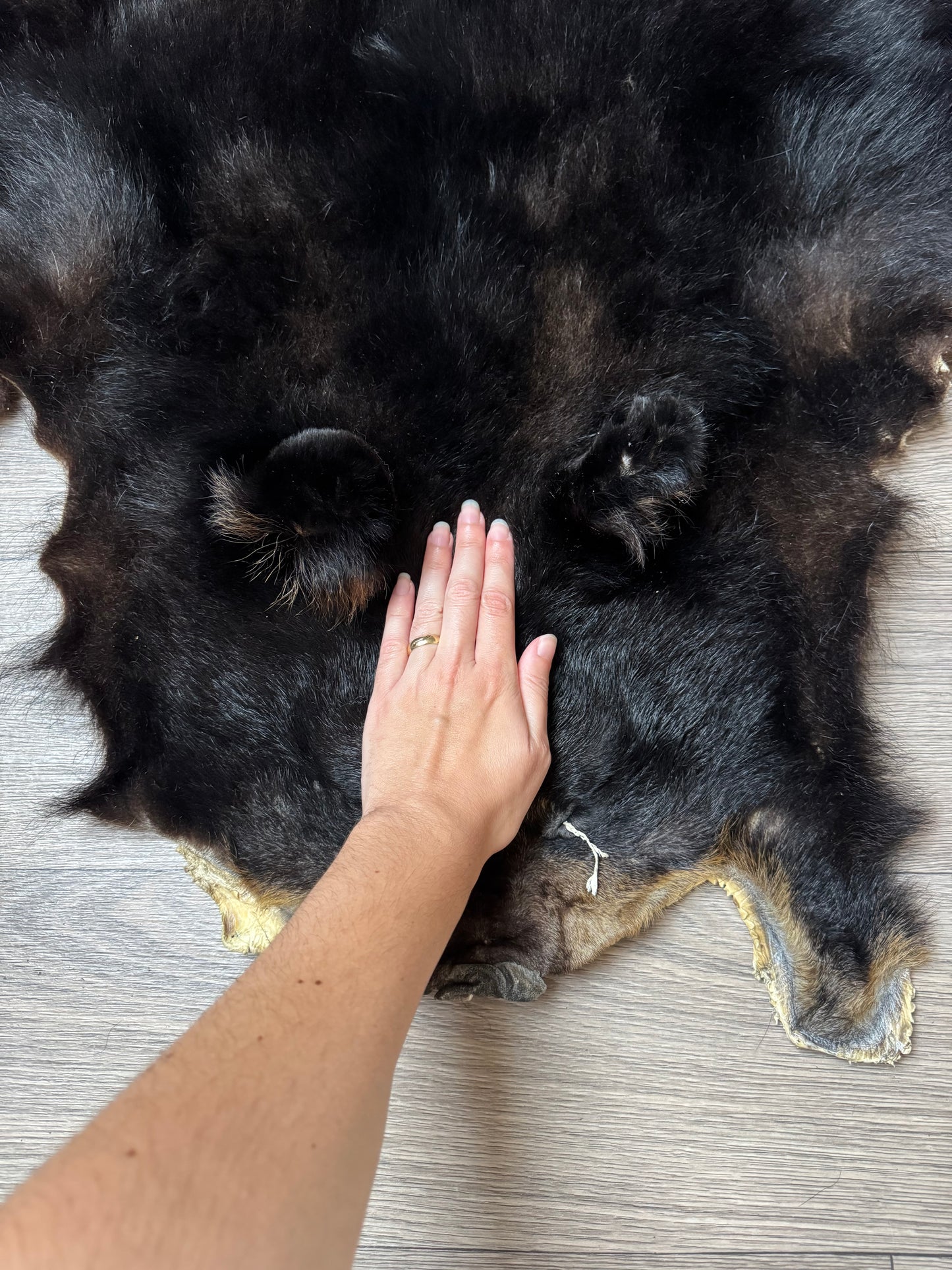 Black bear hide (3)