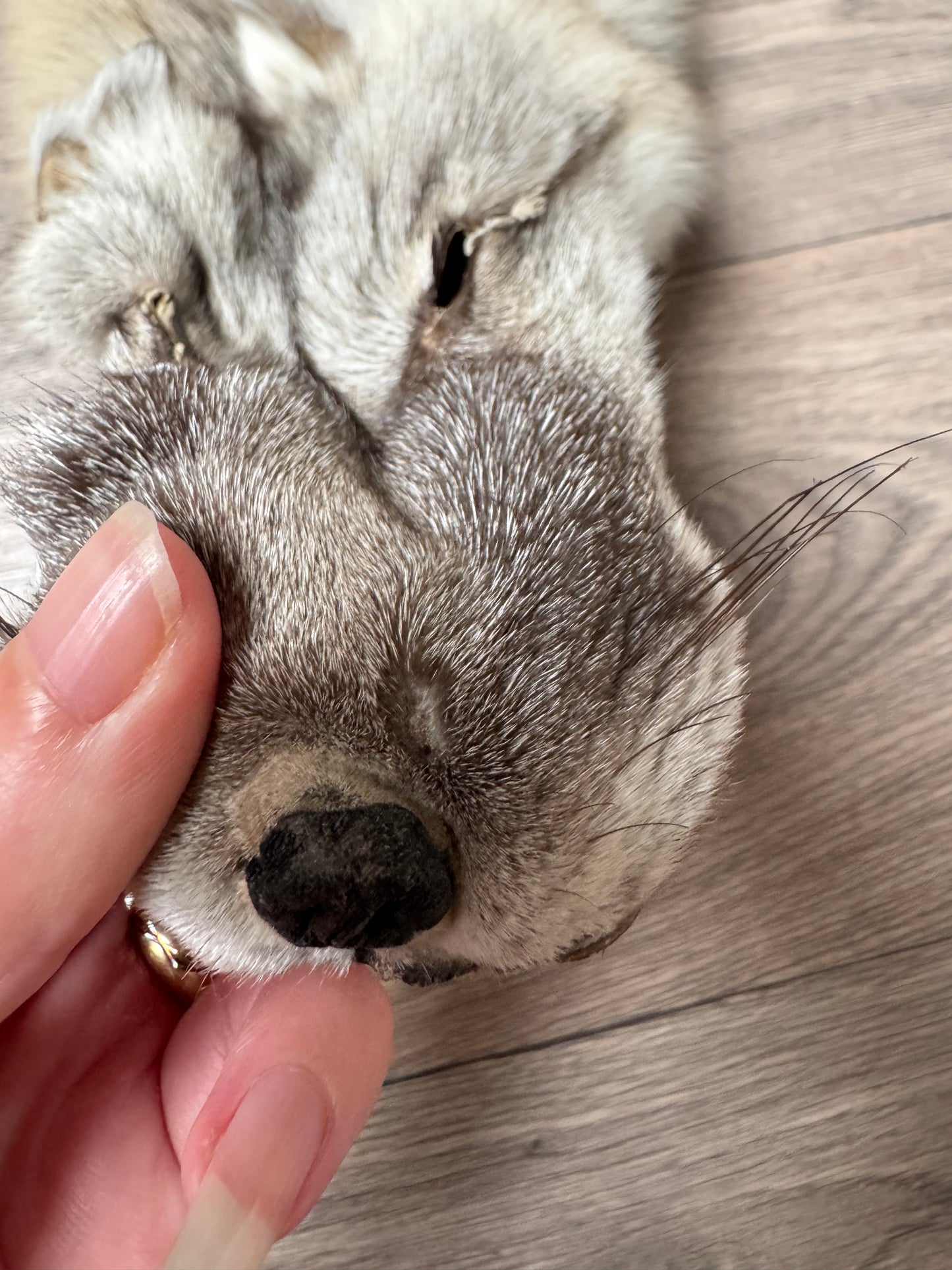 Fawn Light fox pelt (4)