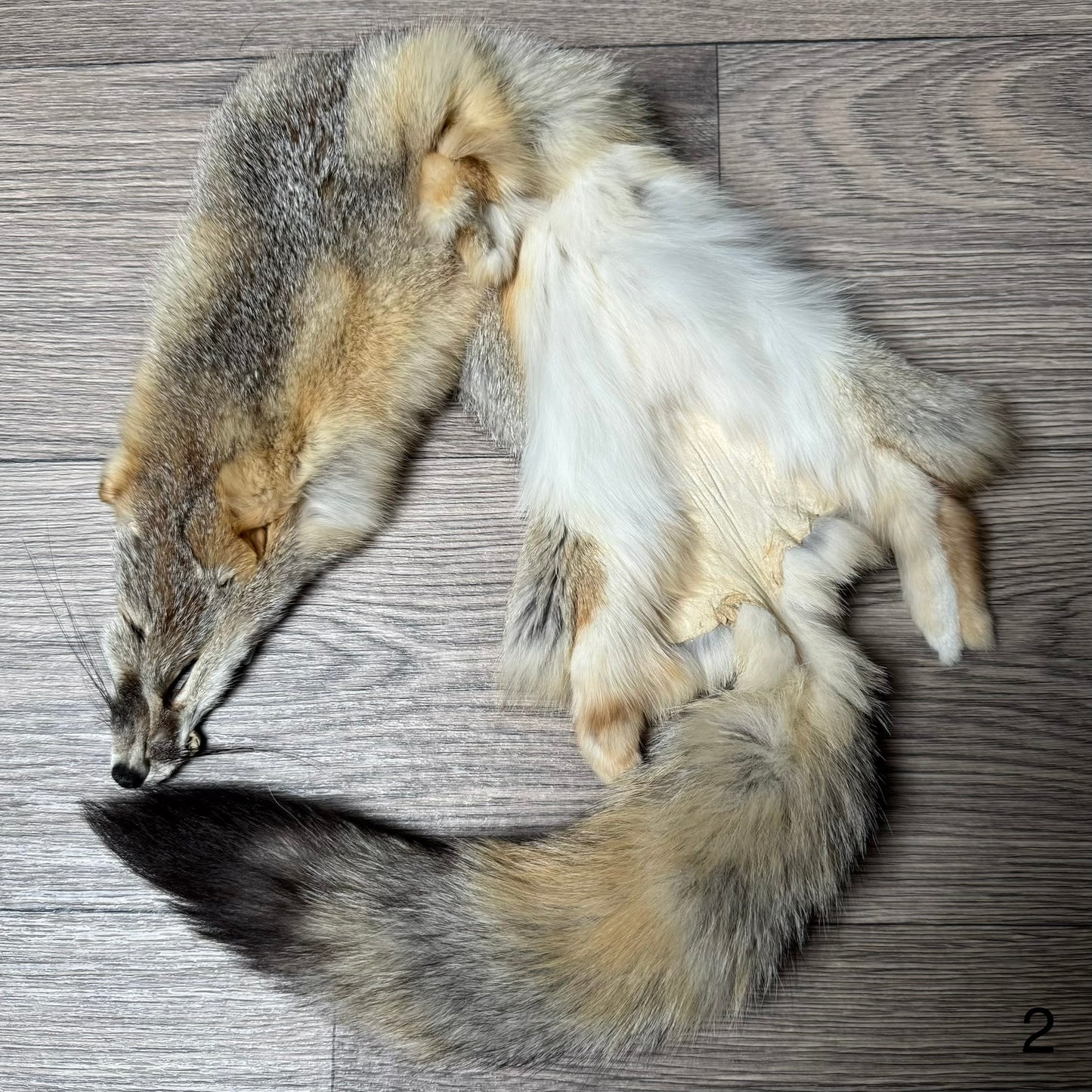 Swift fox pelt (2)