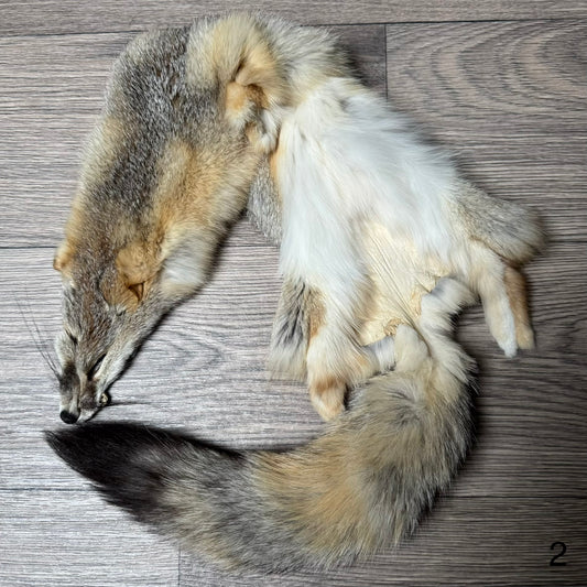 Swift fox pelt (2)