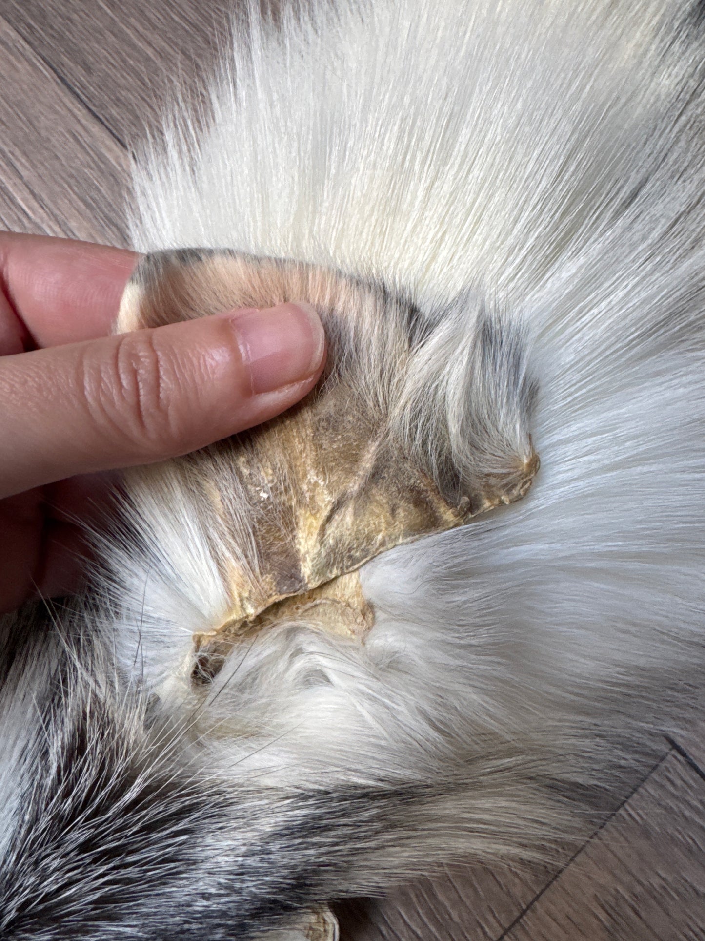 Cross Marble fox pelt (17)