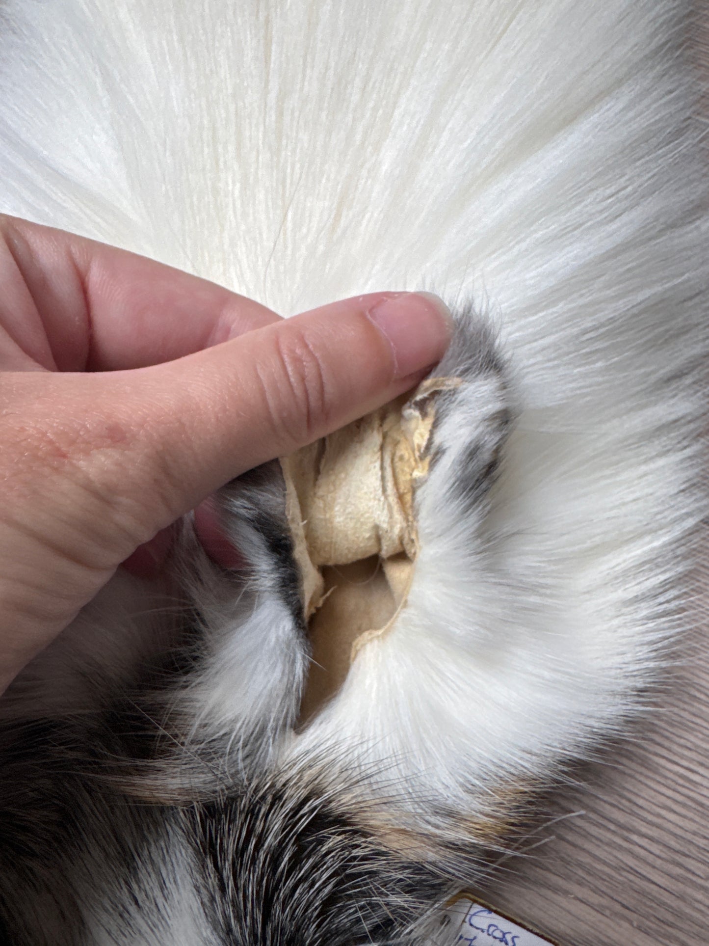 Cross Marble fox pelt (6)