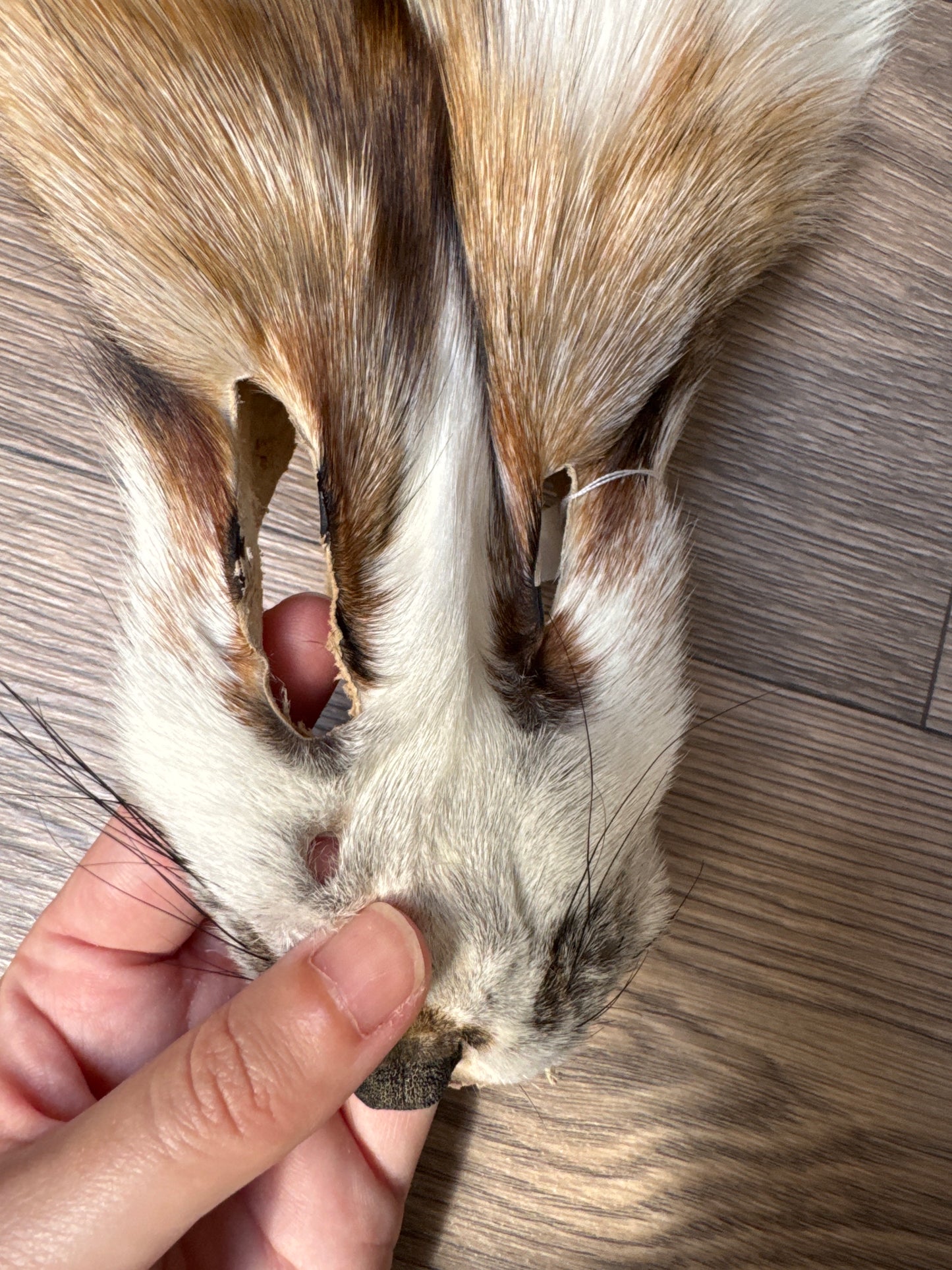 Sun Glow fox pelt (25)