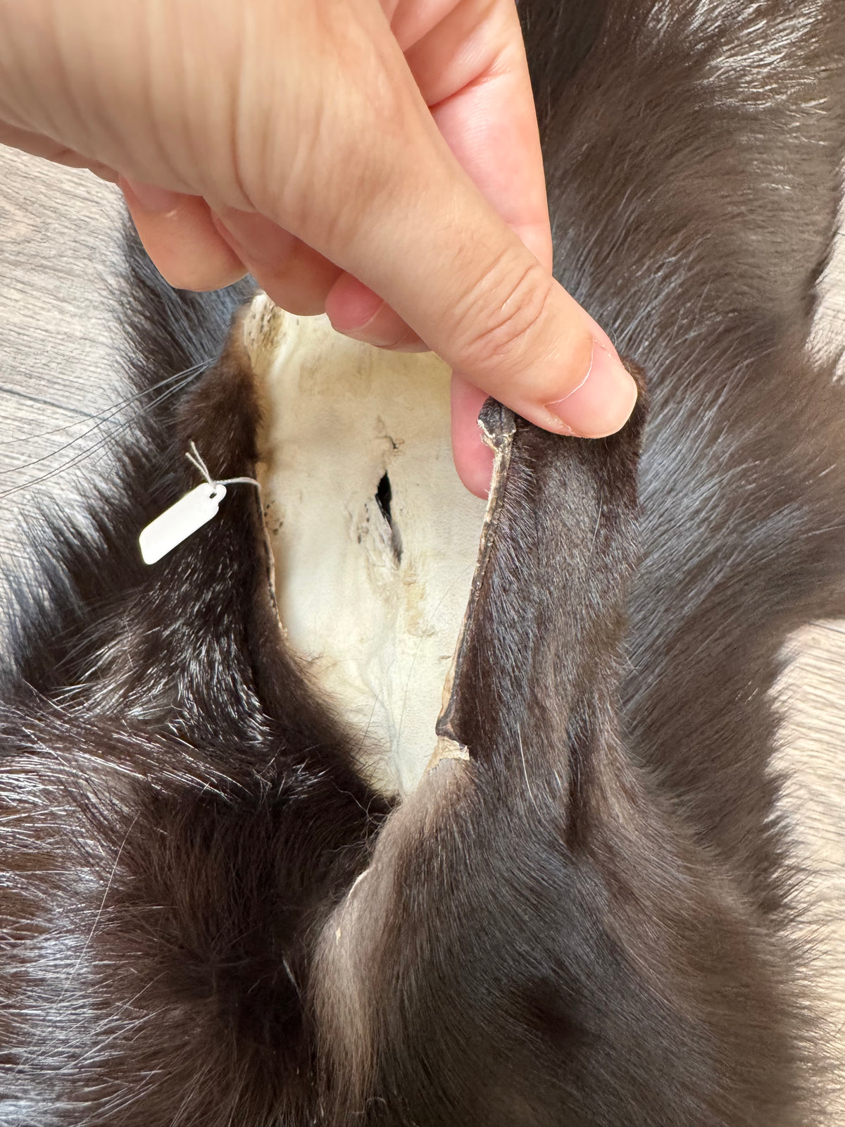 Silver fox pelt (1)