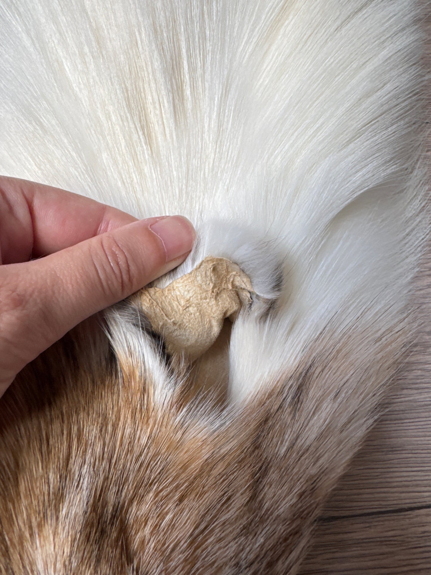 Sun Glow fox pelt (28)
