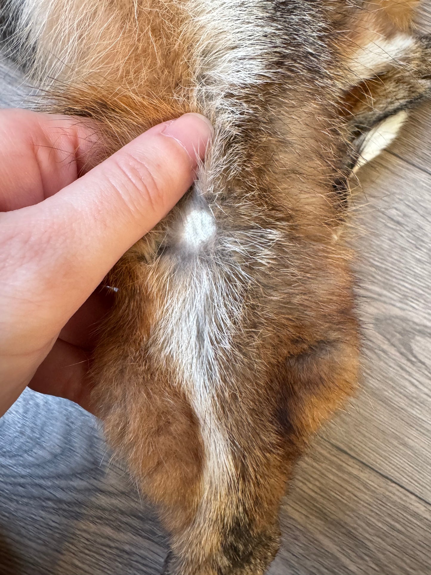 Male grey fox mountable pelt (21)