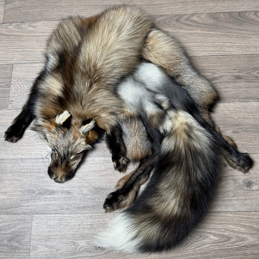 Female Smokey fox mountable pelt (109)