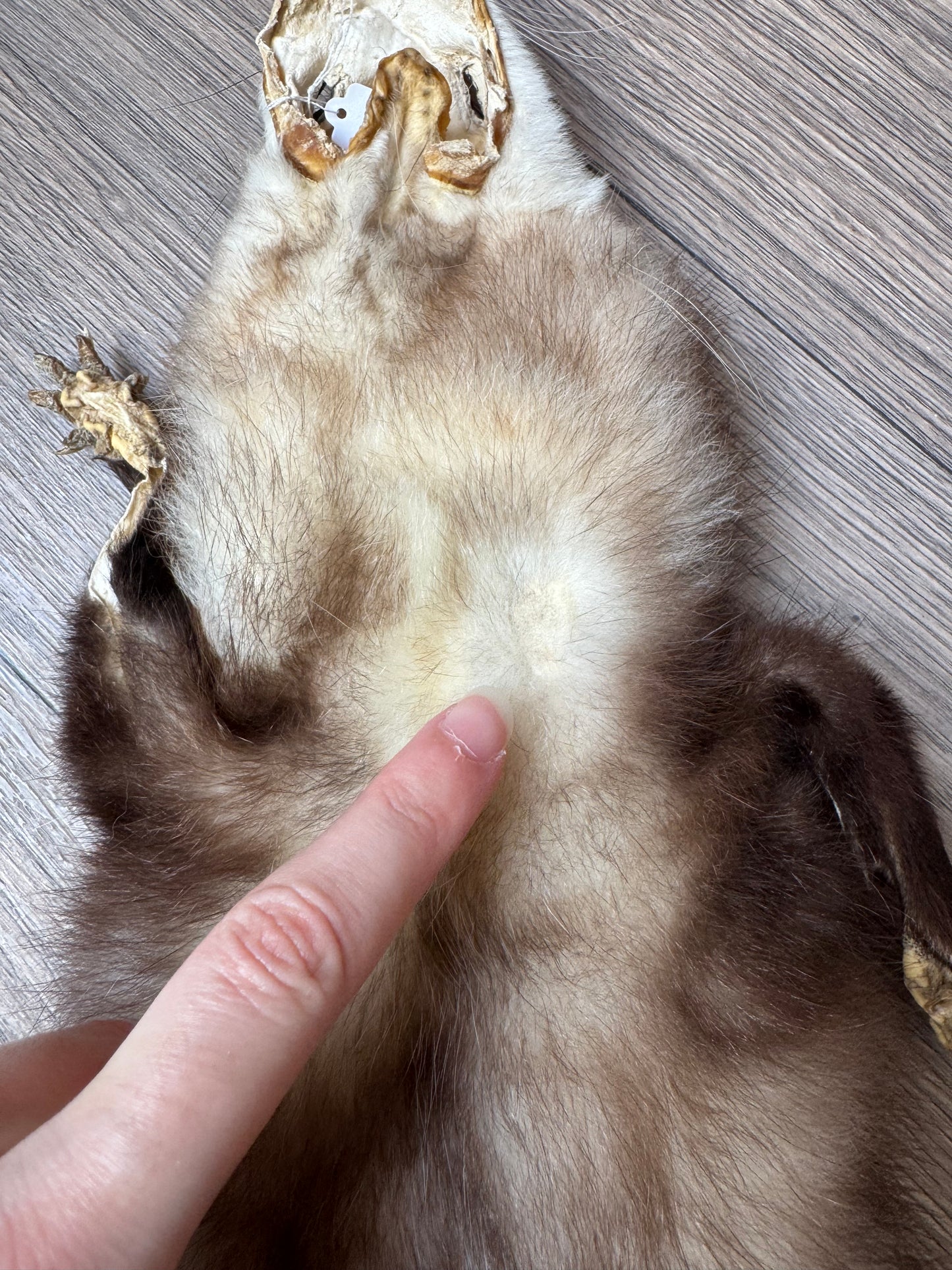 Male opossum mountable pelt (3)