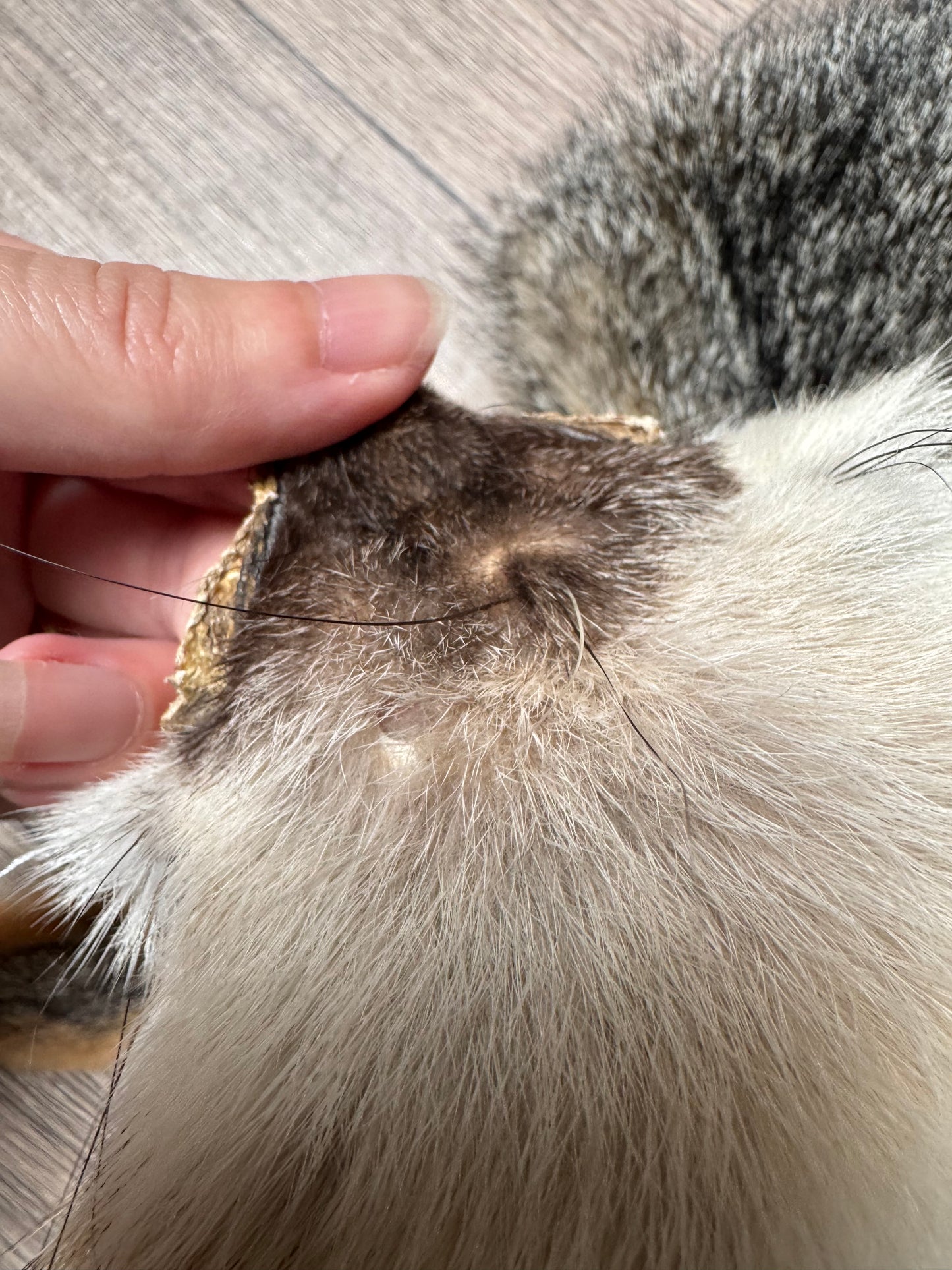 Female grey fox mountable pelt (11)