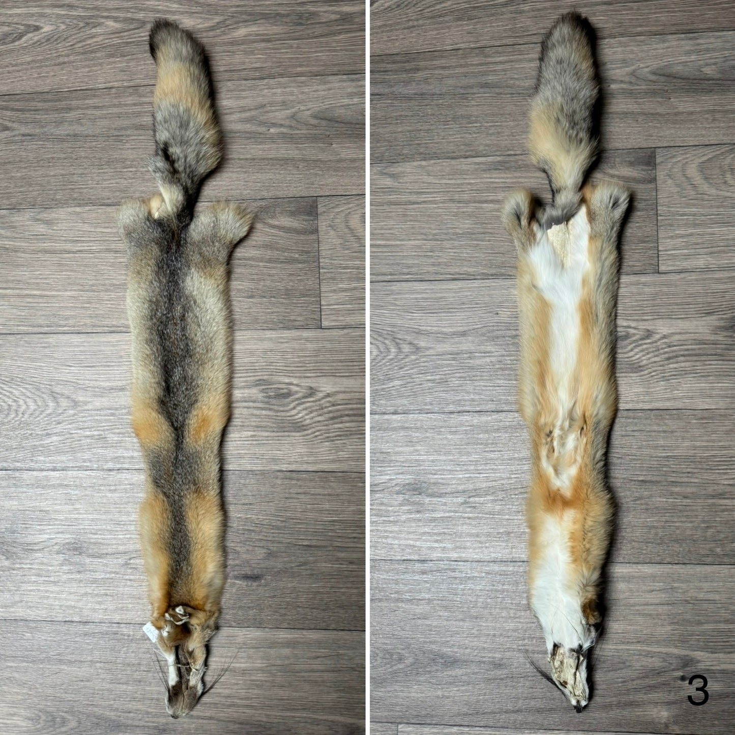 Swift fox pelt (3)