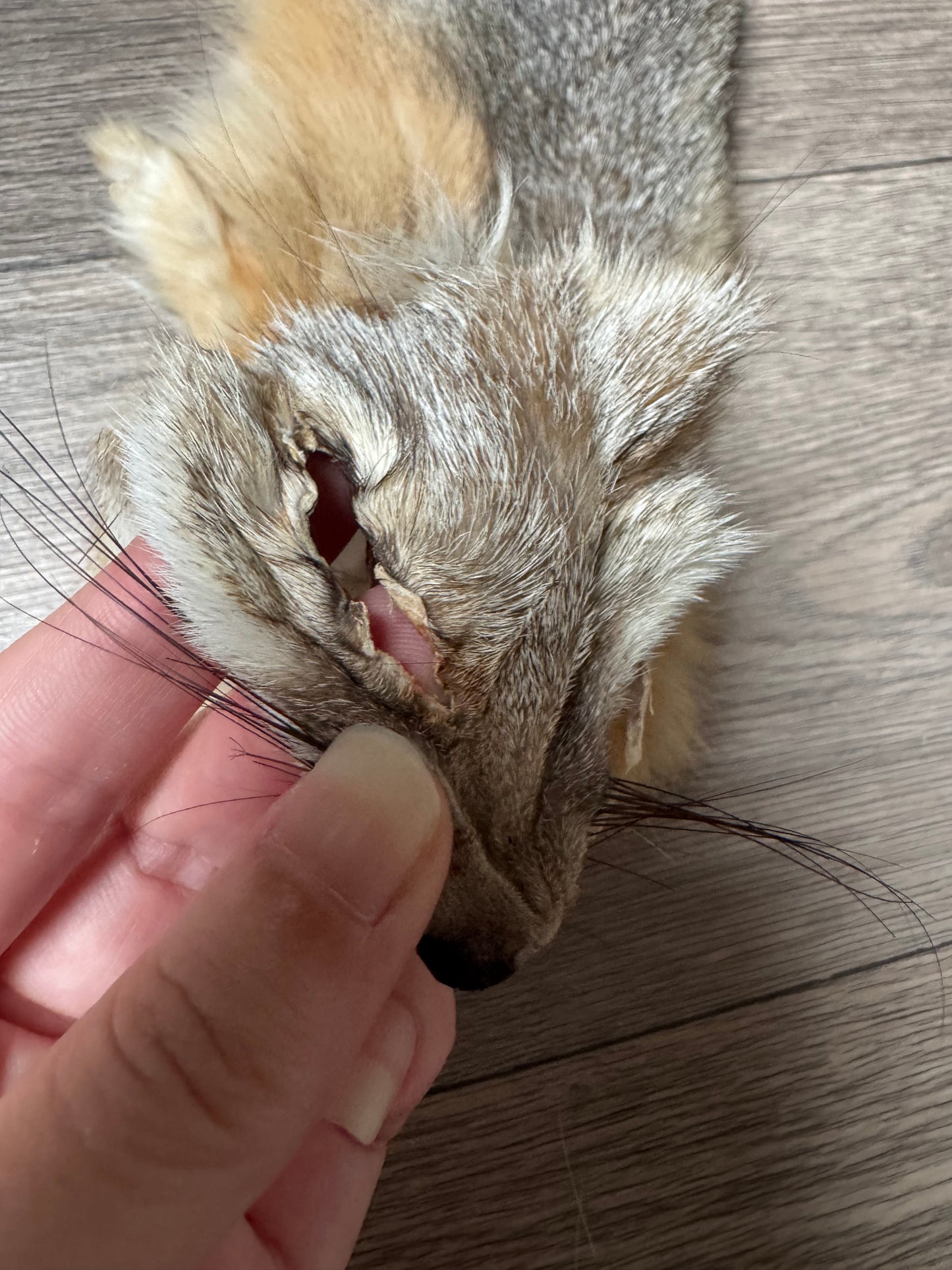 Swift fox pelt (5)