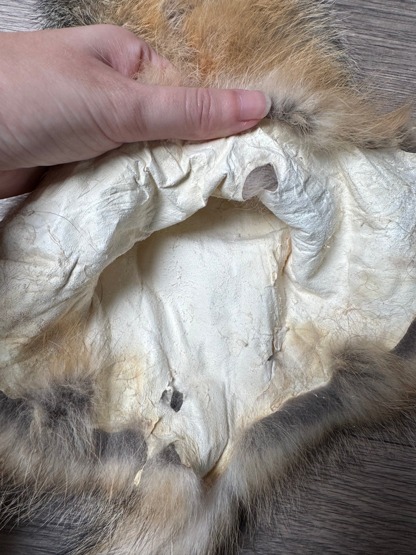 Female grey fox mountable pelt (11)