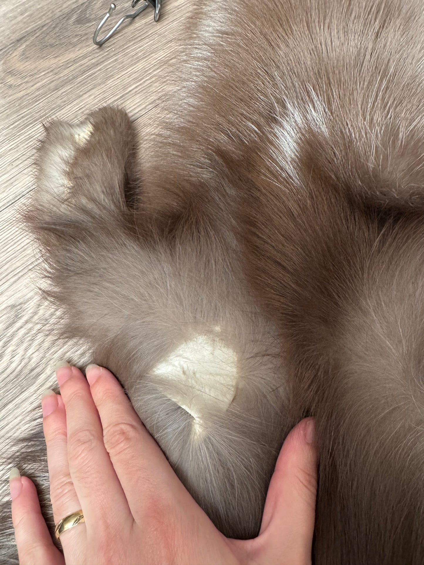 Polish Pastel fox pelt (19)