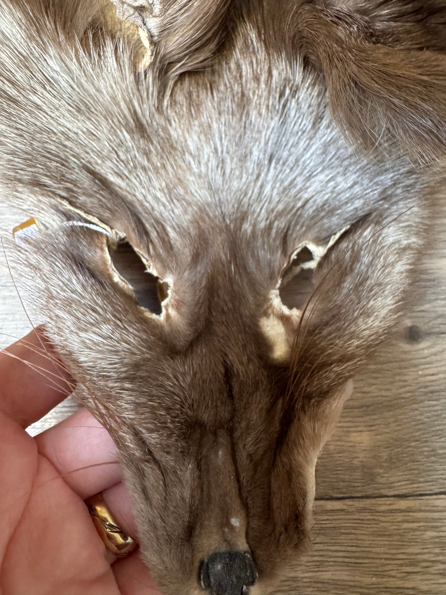 Polish Pastel fox pelt (16)