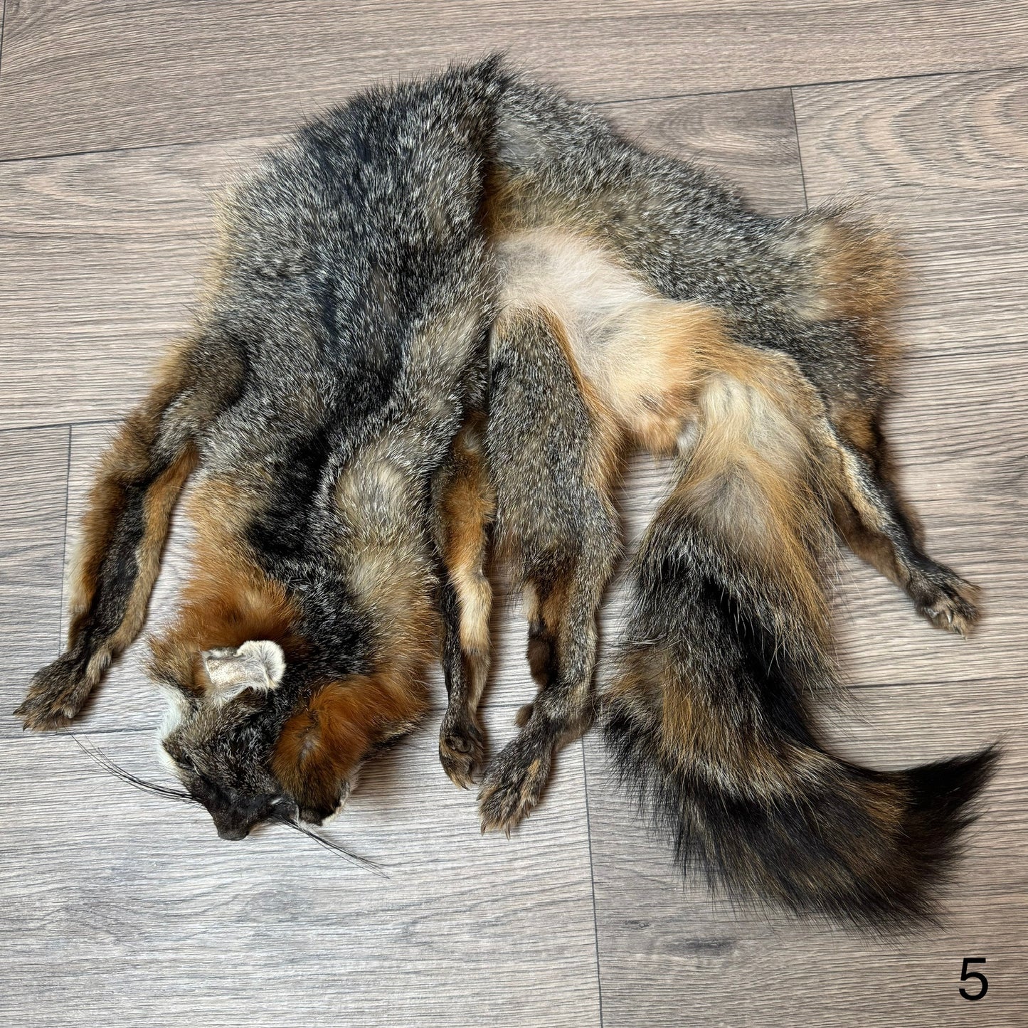 Female grey fox mountable pelt (5)