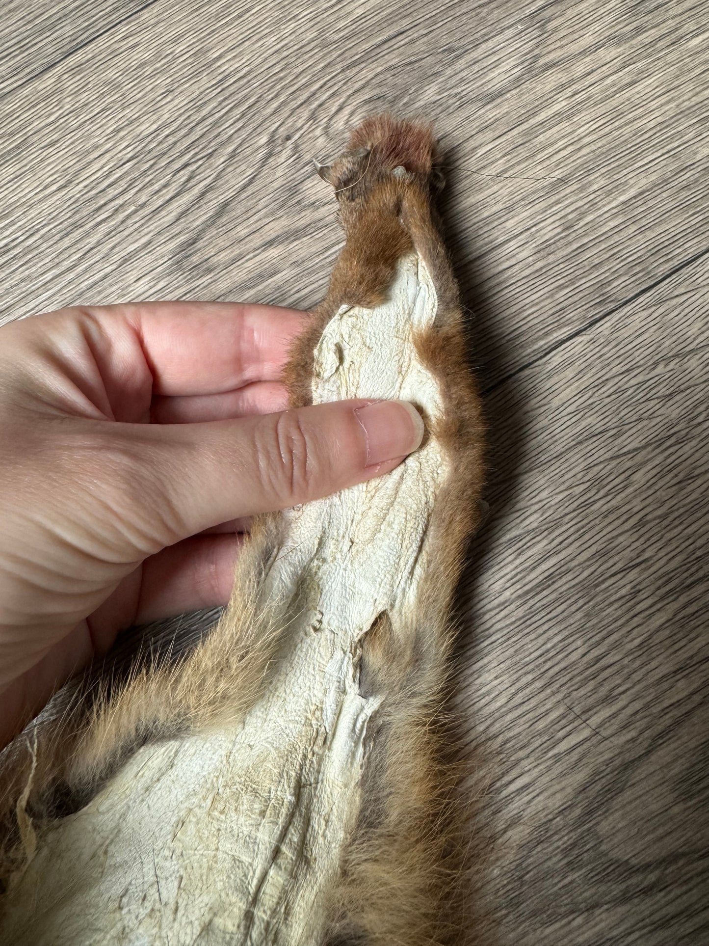 Female grey fox mountable pelt (11)
