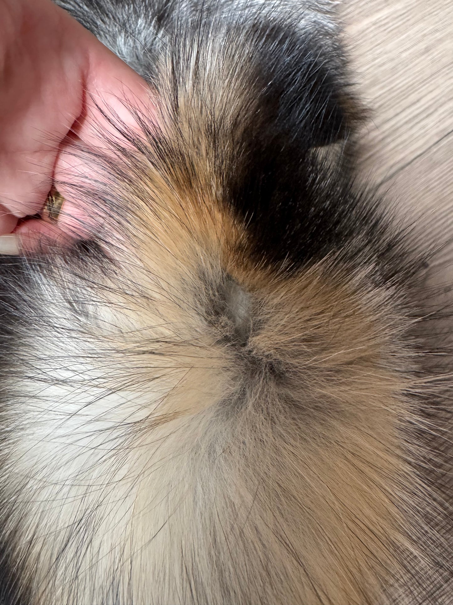 Smokey fox pelt (6)