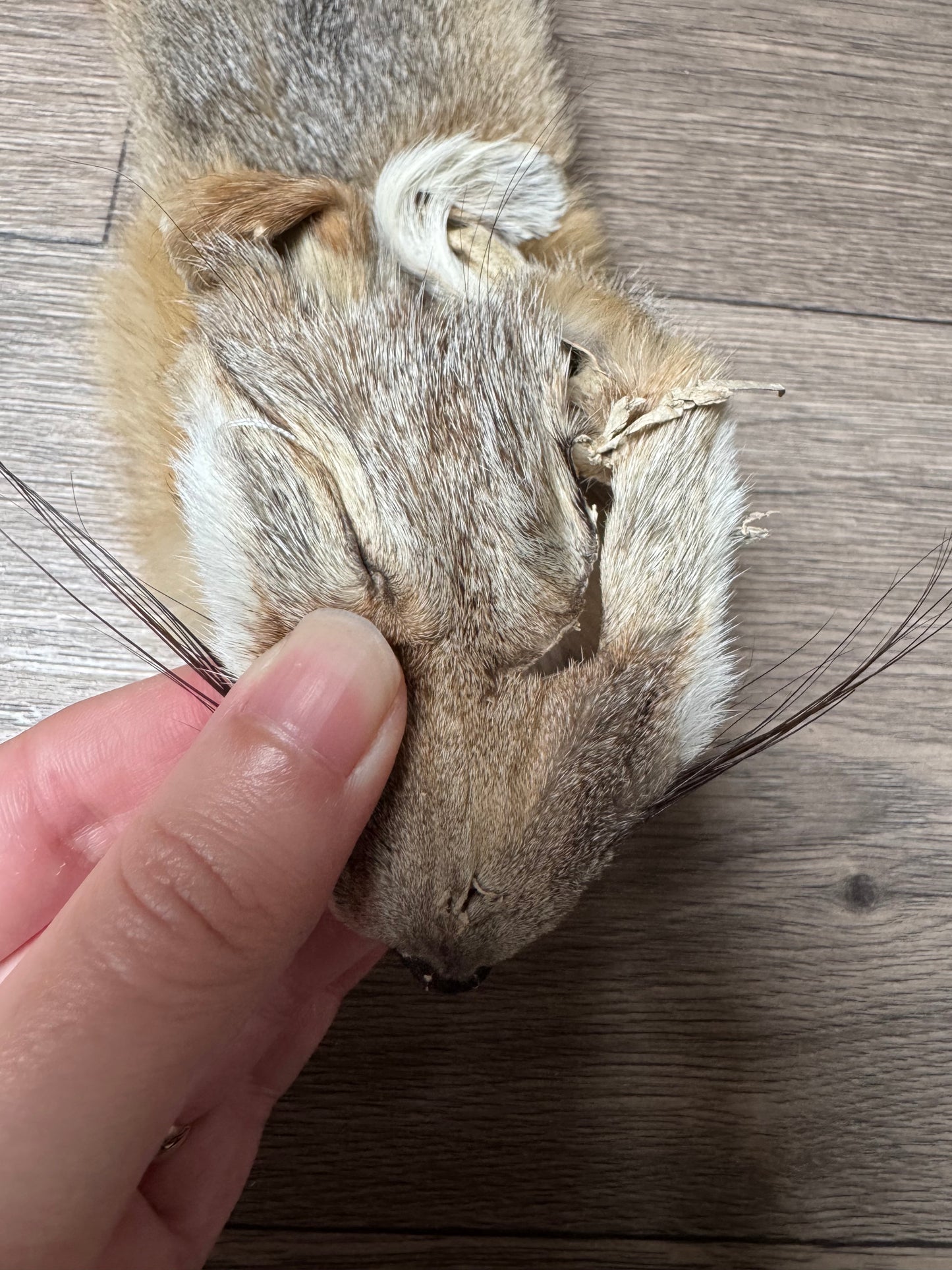 Swift fox pelt (3)
