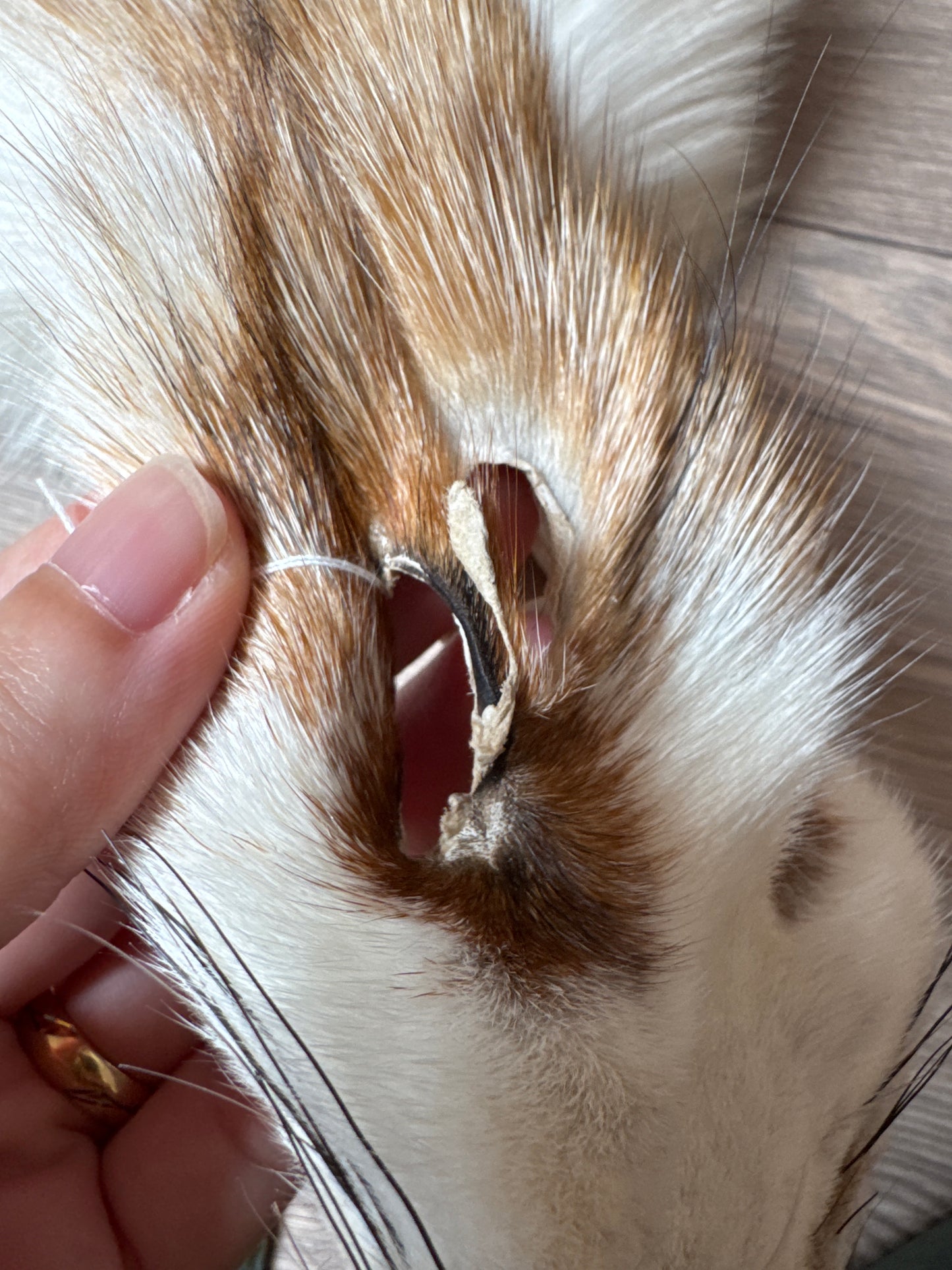 Sun Glow fox pelt (14)