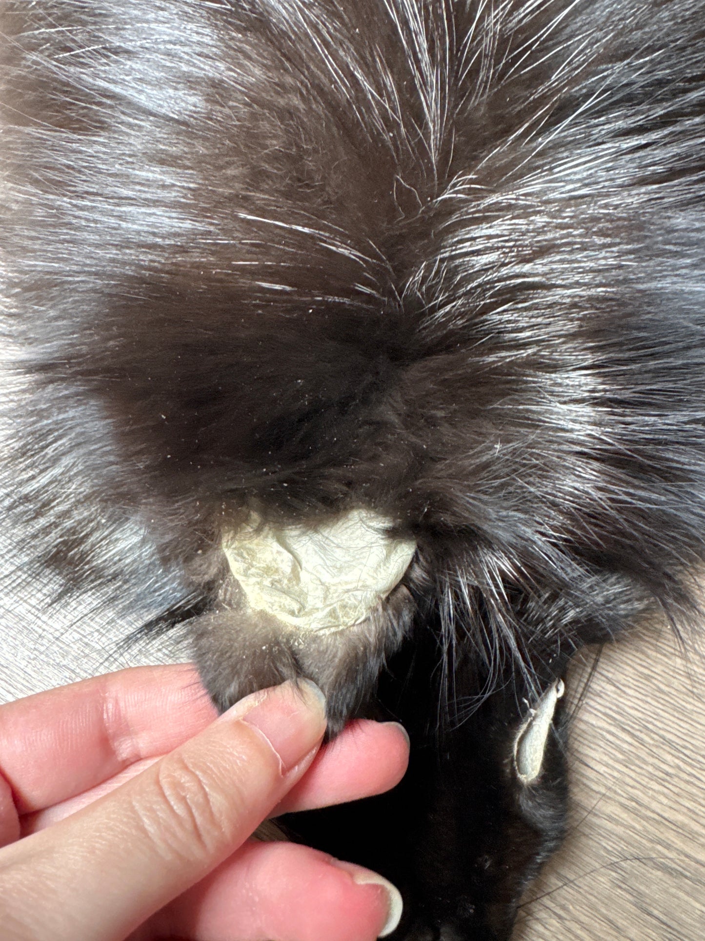 Silver fox pelt (2)
