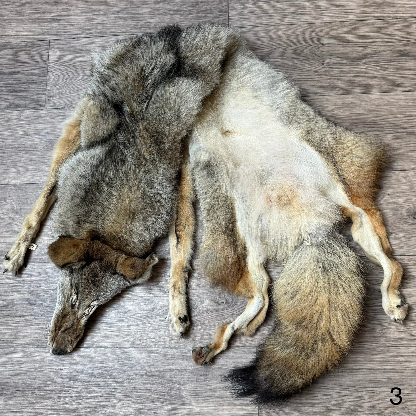 Male coyote mountable pelt (3)