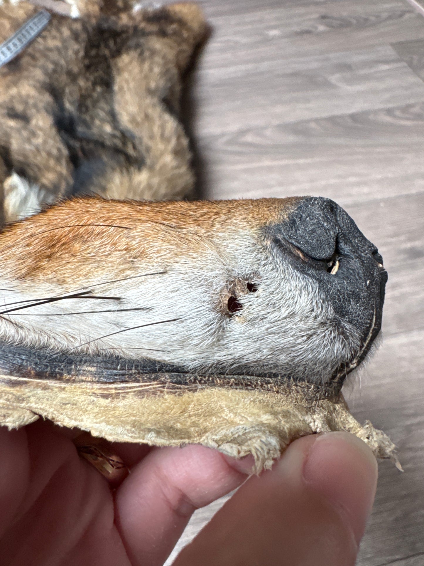 Male coyote mountable pelt (11)