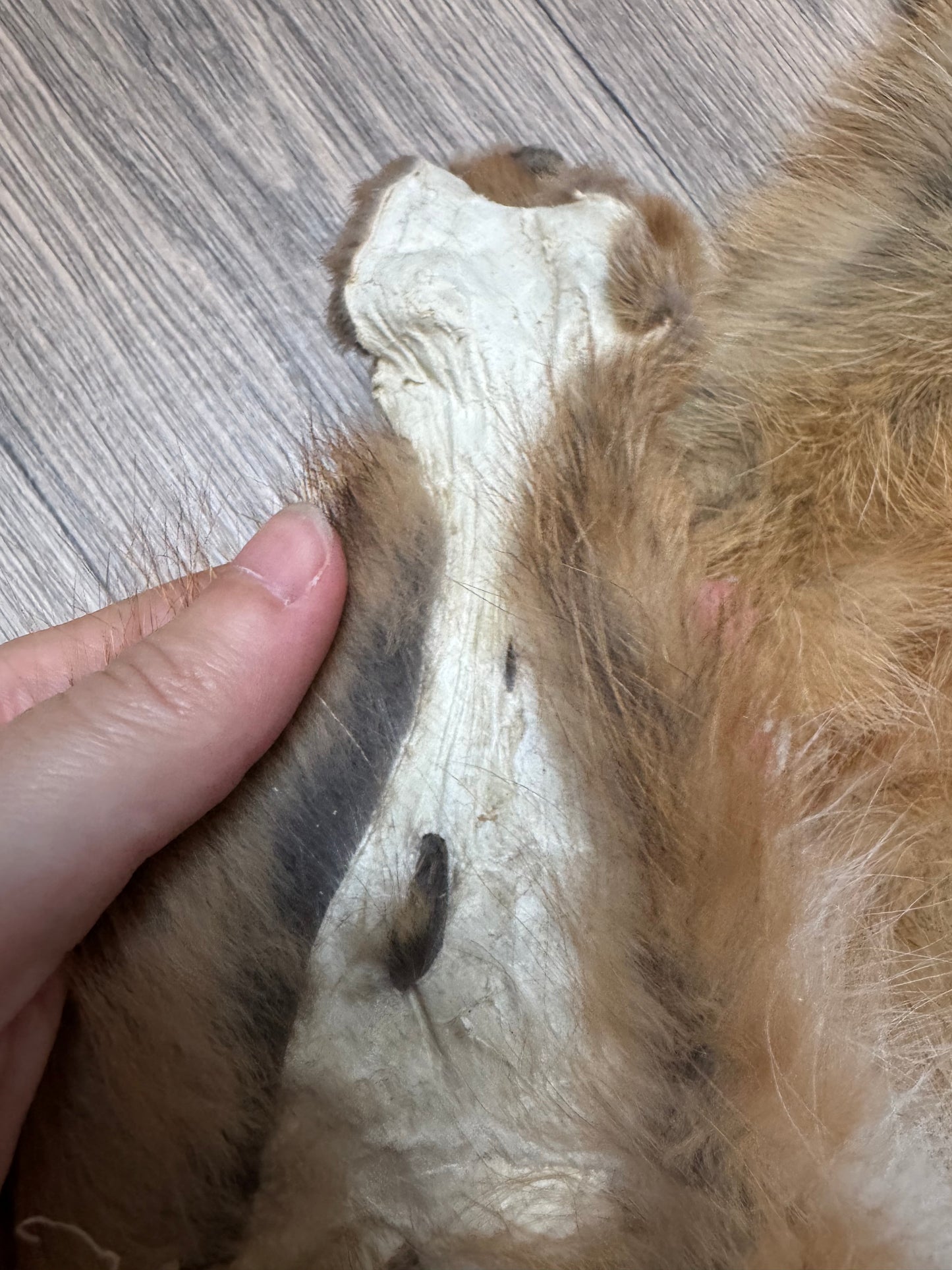 Male grey fox mountable pelt (7)