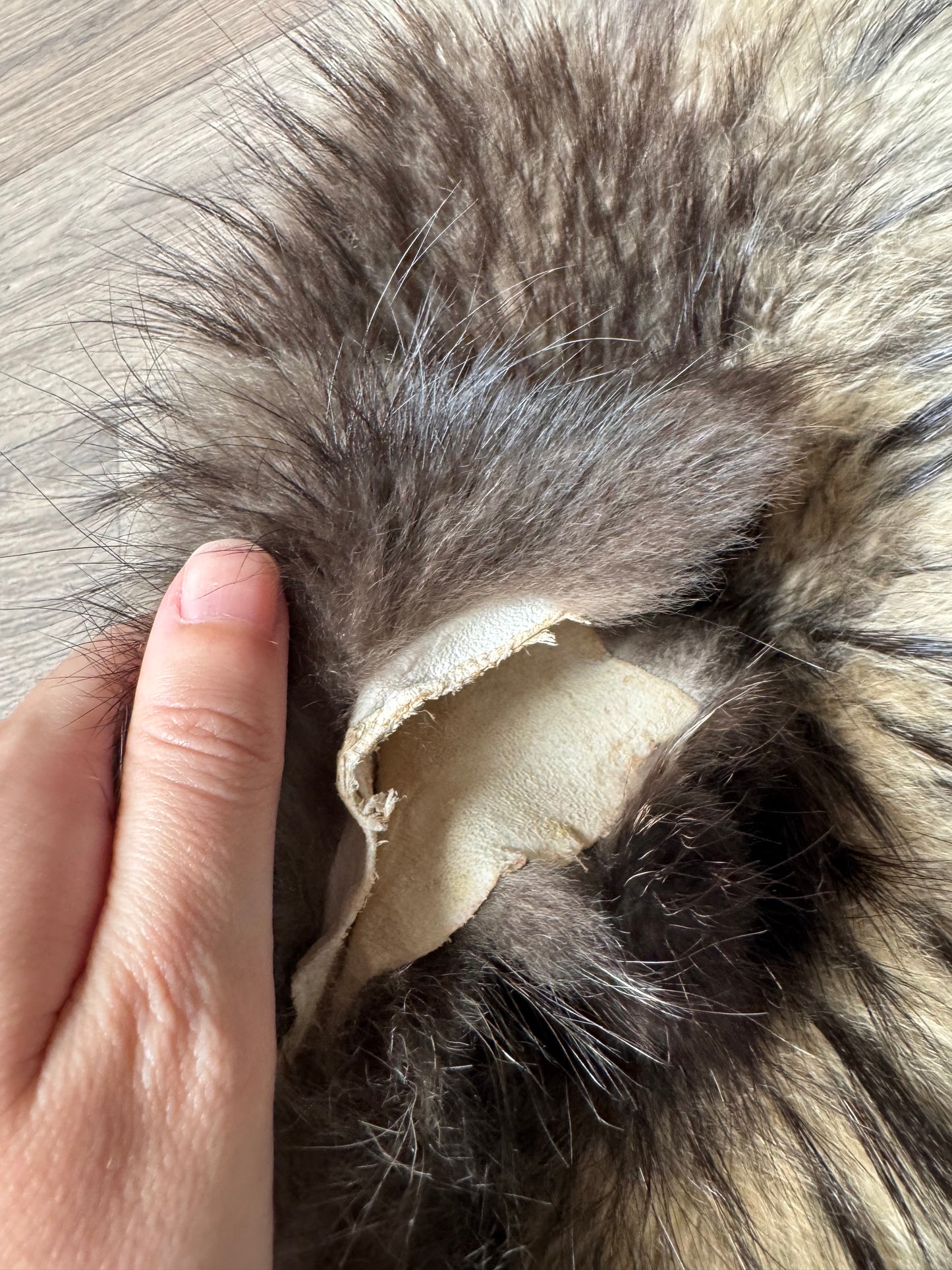 Tanuki pelt (6)