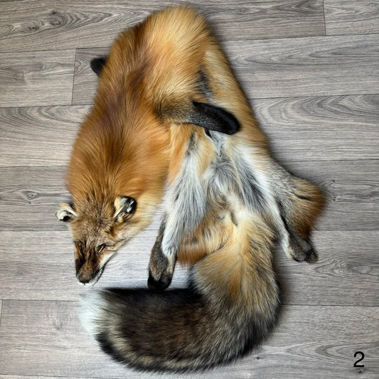 Gold fox pelt (2)
